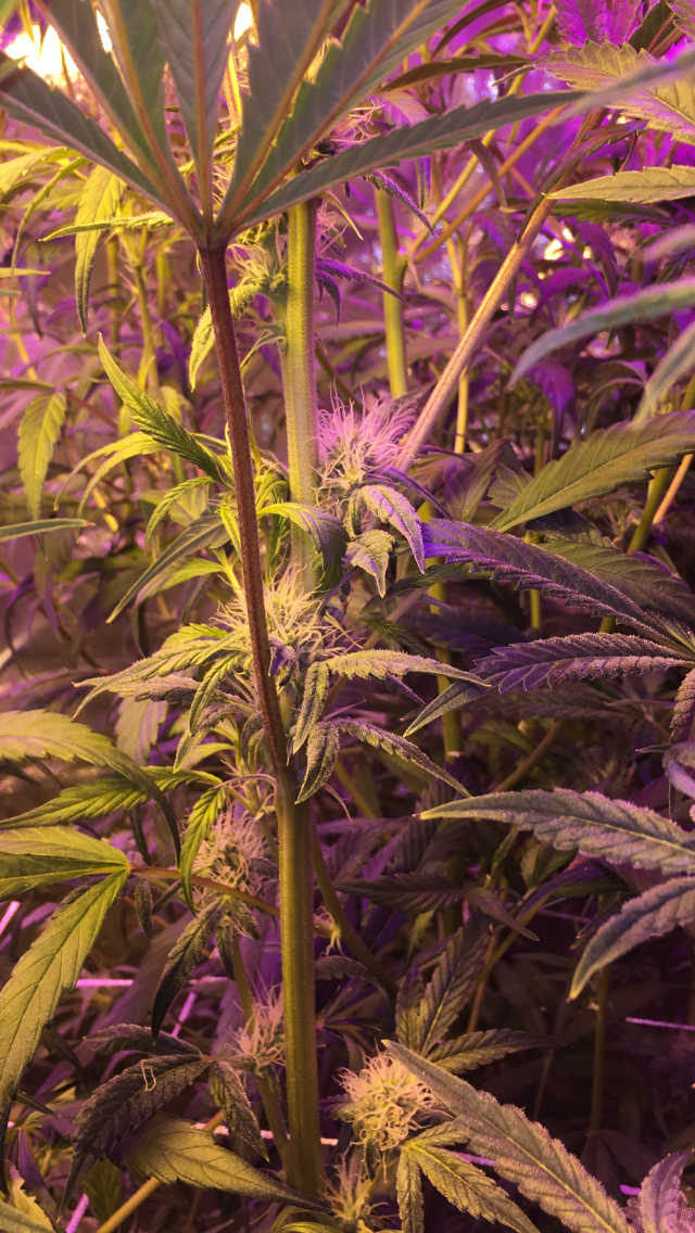 IMG_0619.PNG