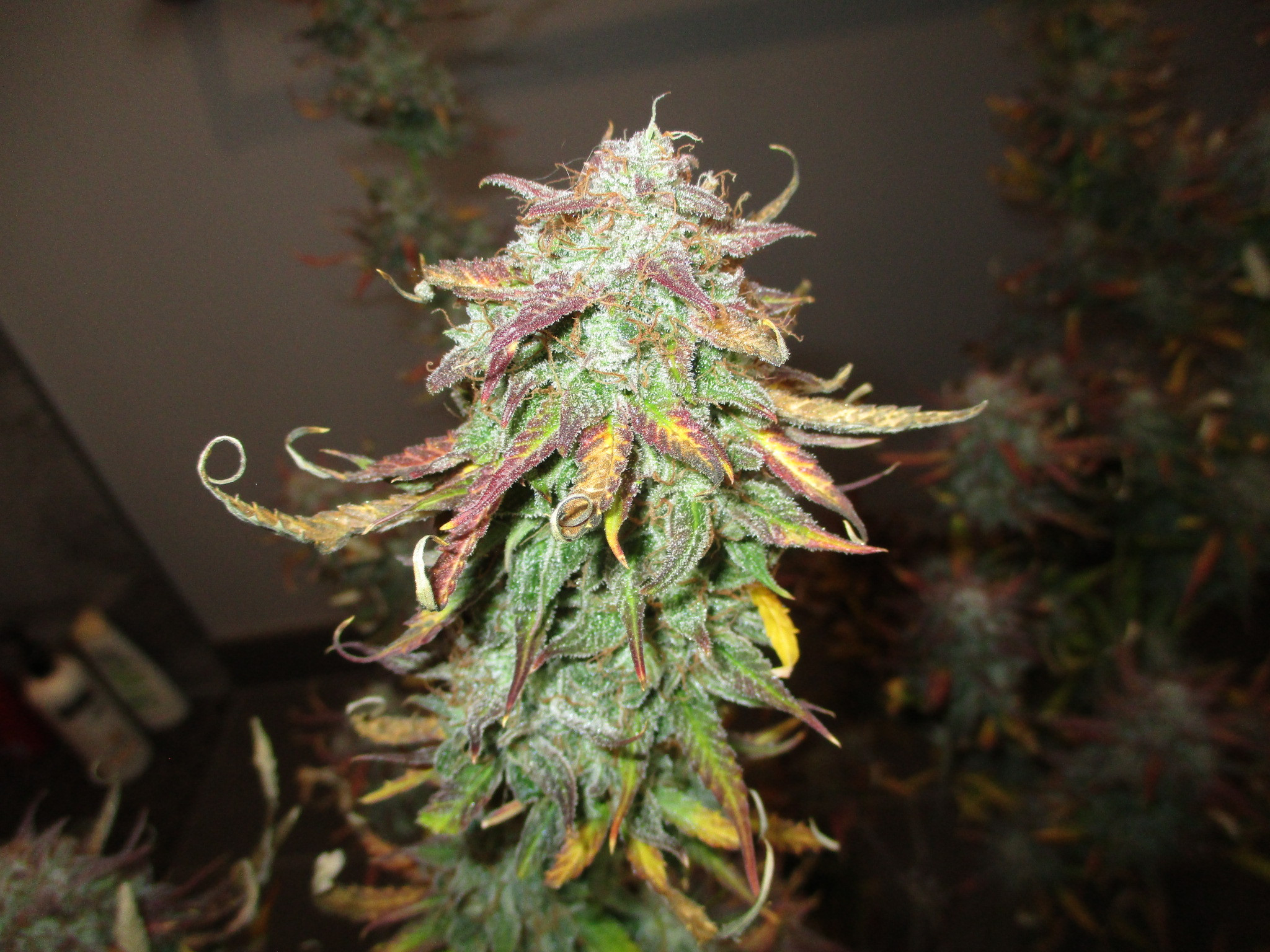 Click image for larger version  Name:	IMG_0684.JPG Views:	0 Size:	922.9 KB ID:	414931