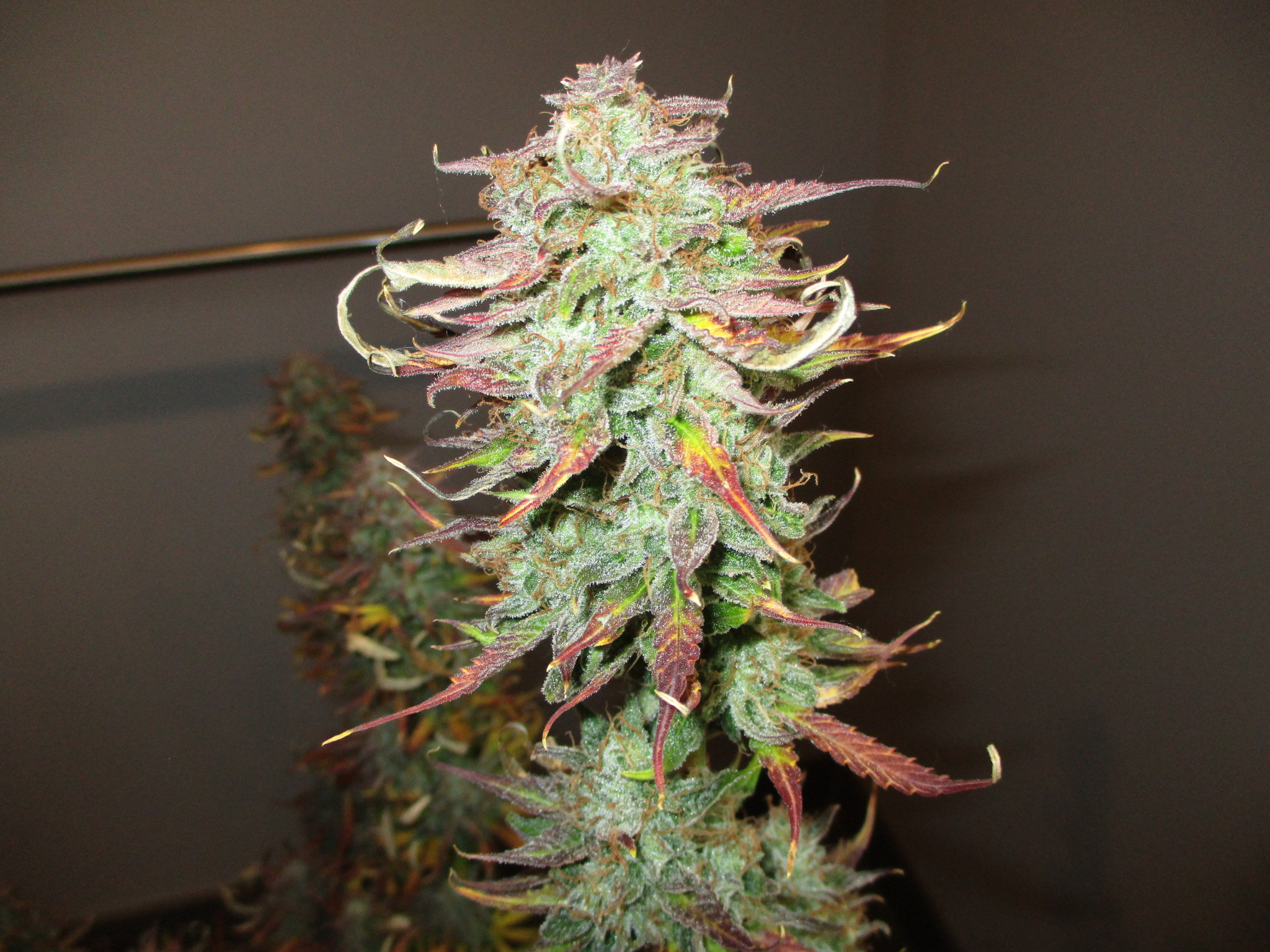 Click image for larger version  Name:	IMG_0683.JPG Views:	0 Size:	907.1 KB ID:	414933