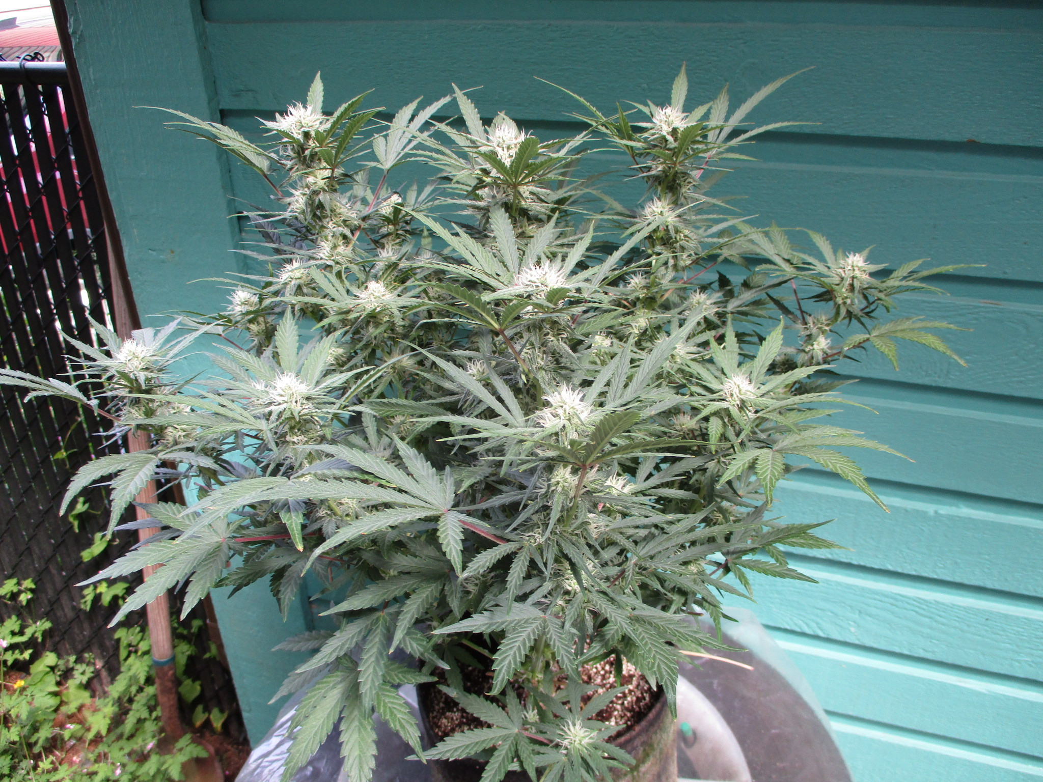 IMG_0710.JPG