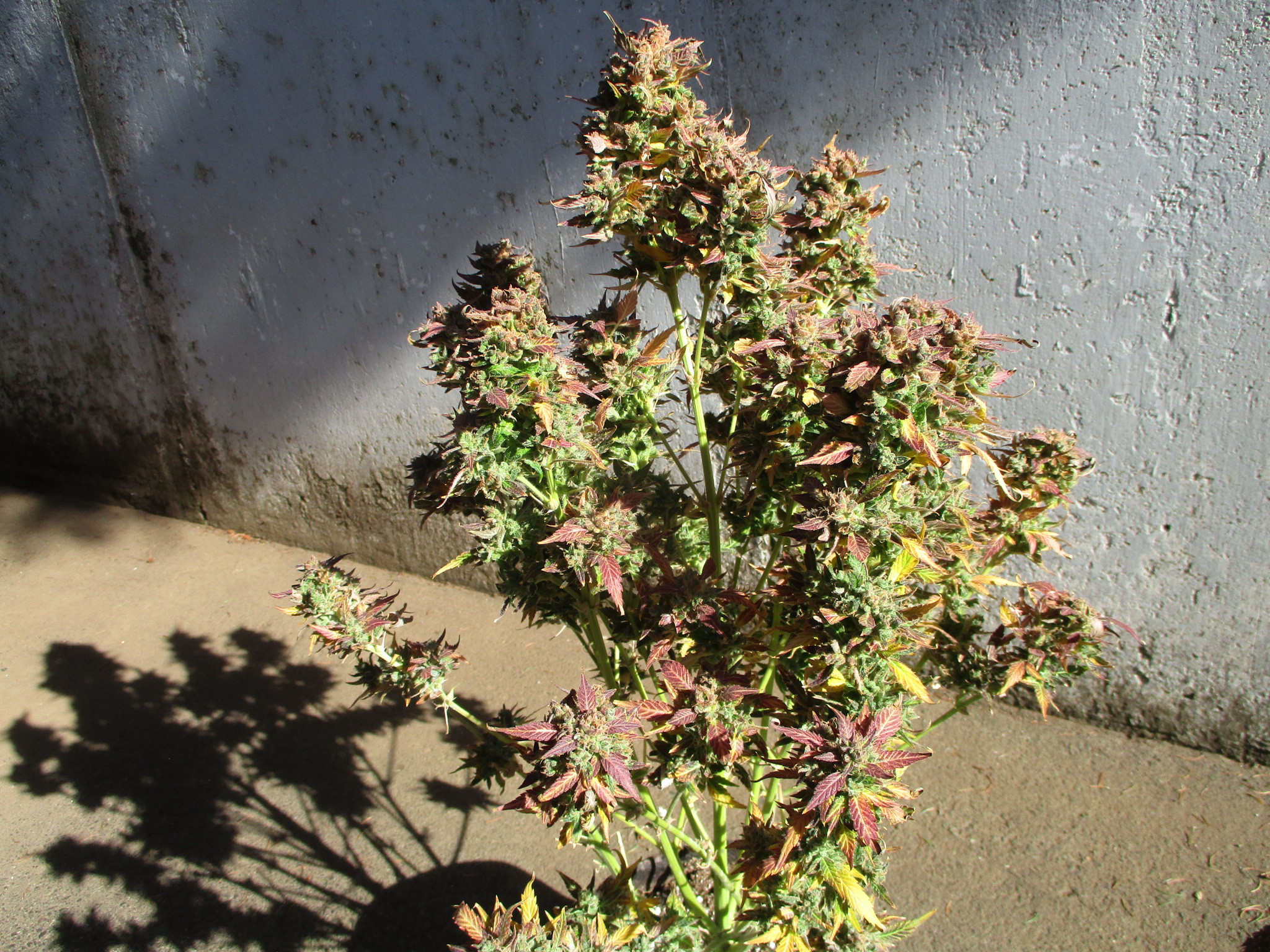 IMG_0843.JPG
