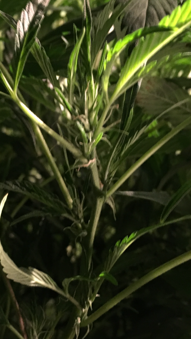 IMG_0858.PNG