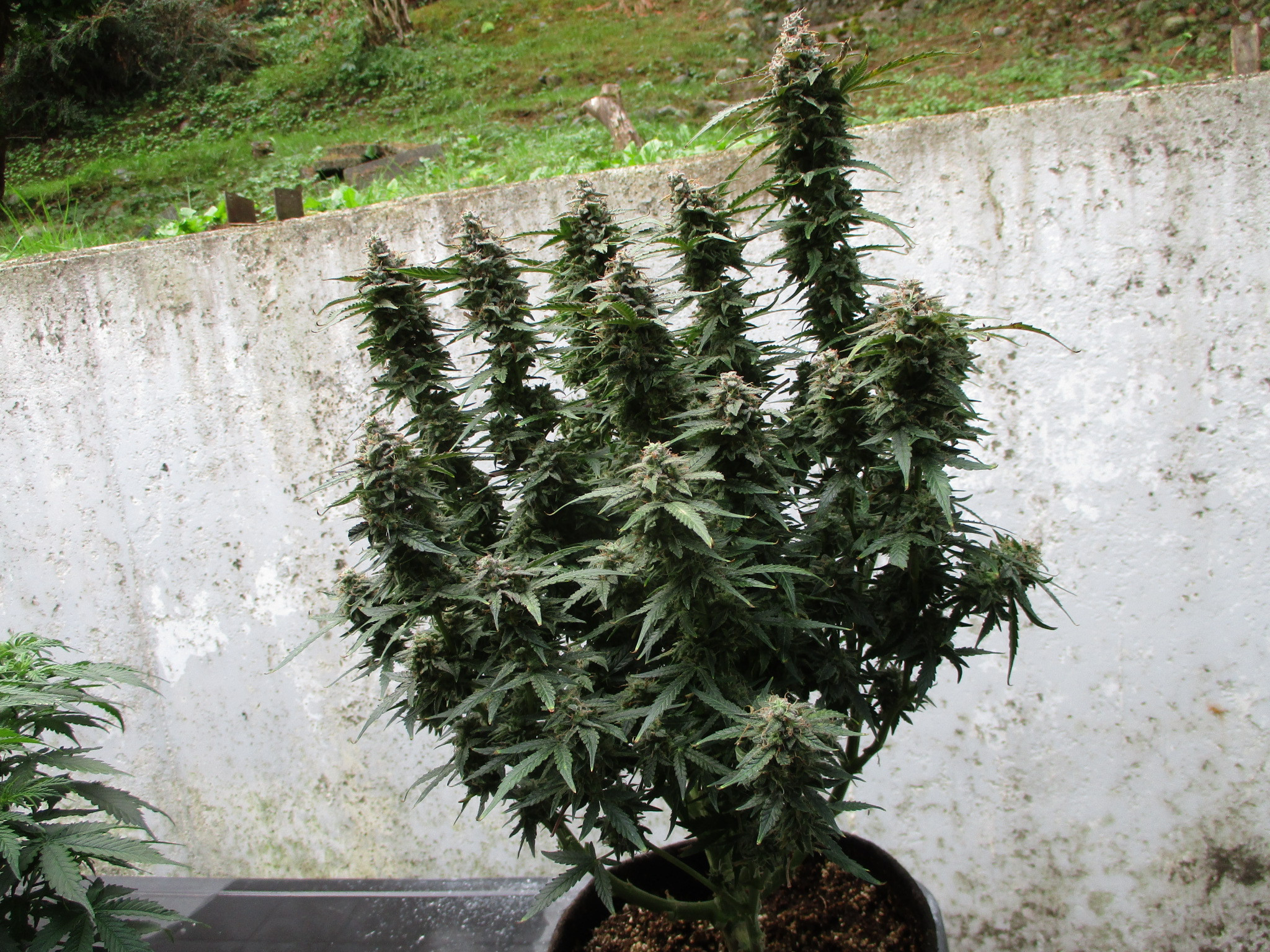 Click image for larger version  Name:	IMG_0969.JPG Views:	0 Size:	1.21 MB ID:	449121