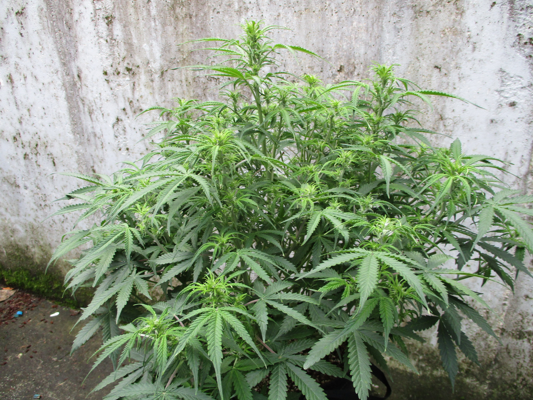 IMG_1017.JPG