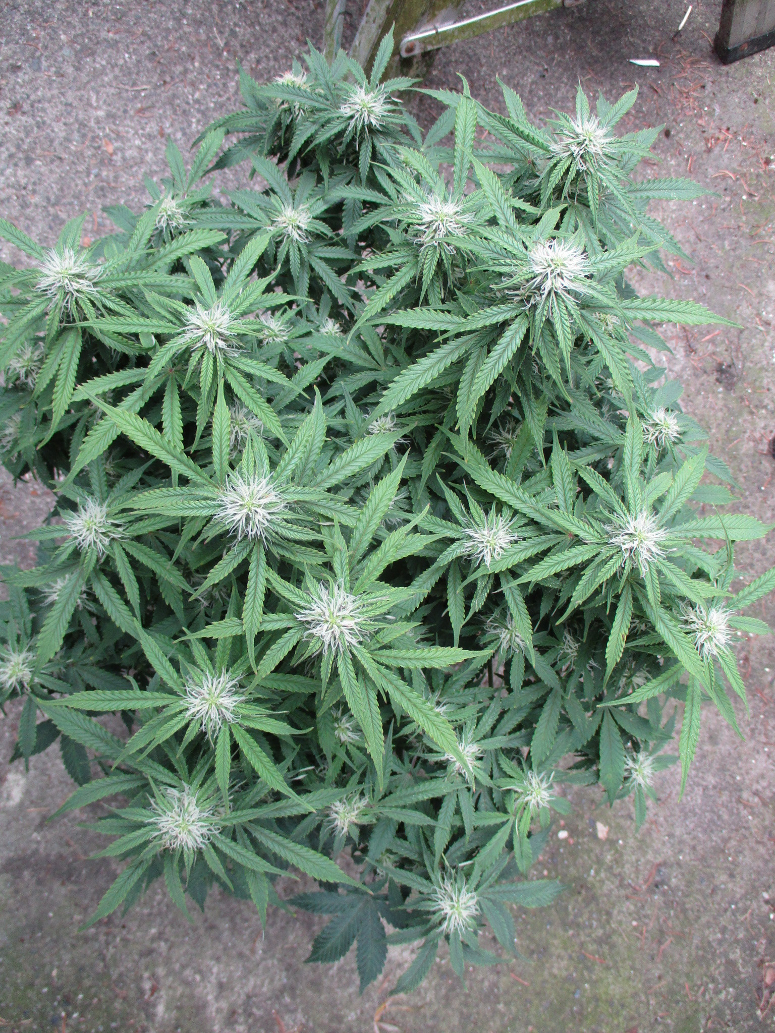 IMG_1211.JPG