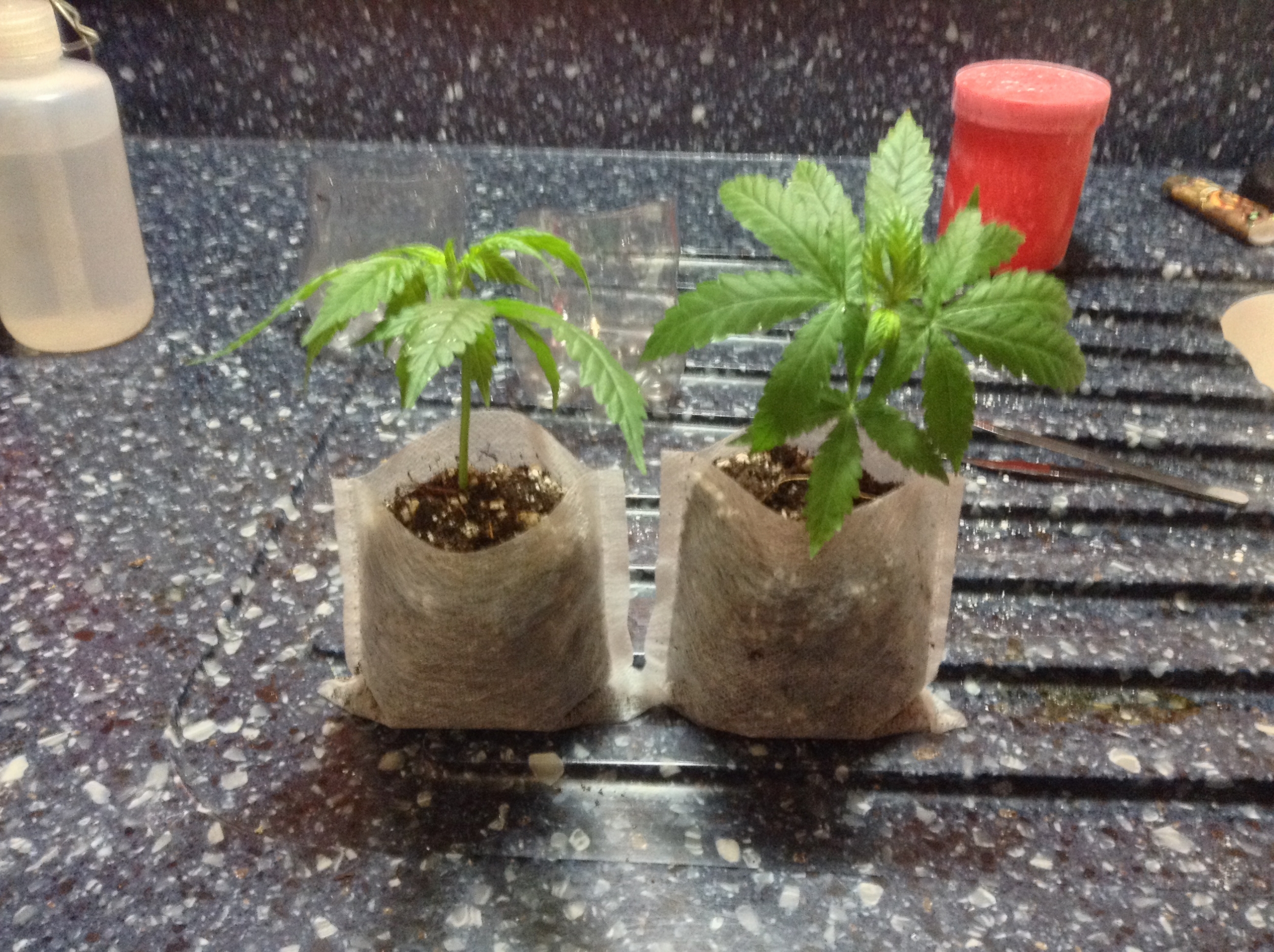clone thru peatpods and covered with soil