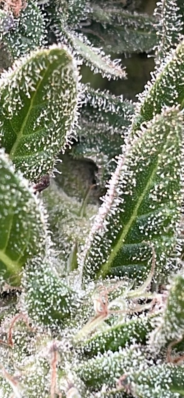 IMG_1510.jpeg