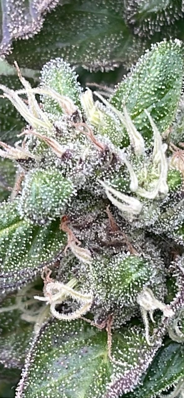 IMG_1511.jpeg