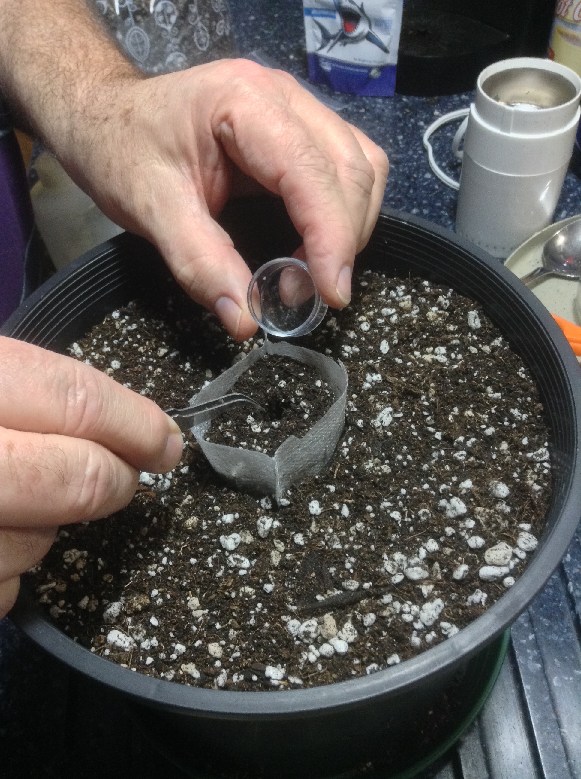 place in final pot- and add seed to germbag