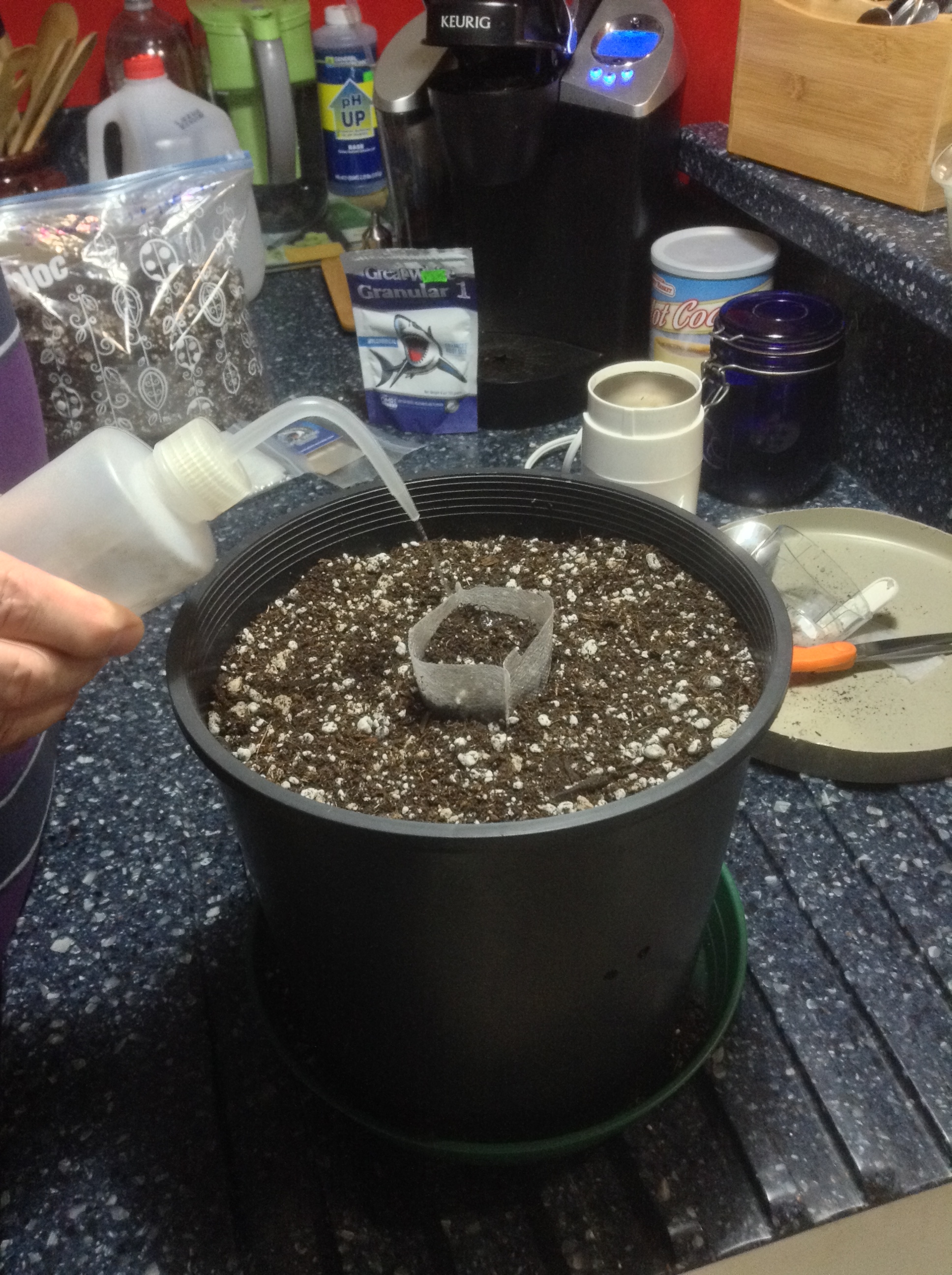 water in germination bag only!