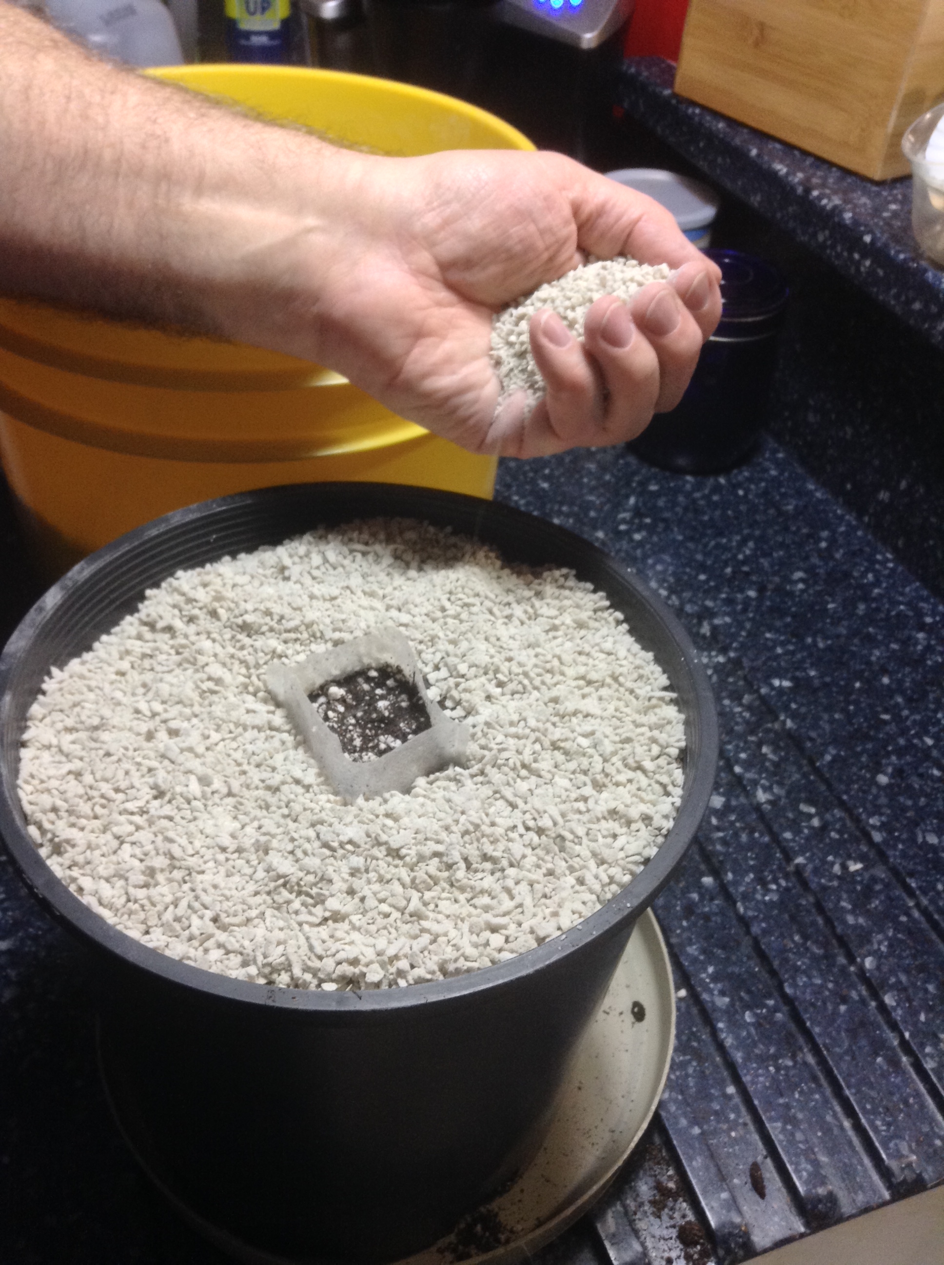 place in final pot- and add seed to germbag