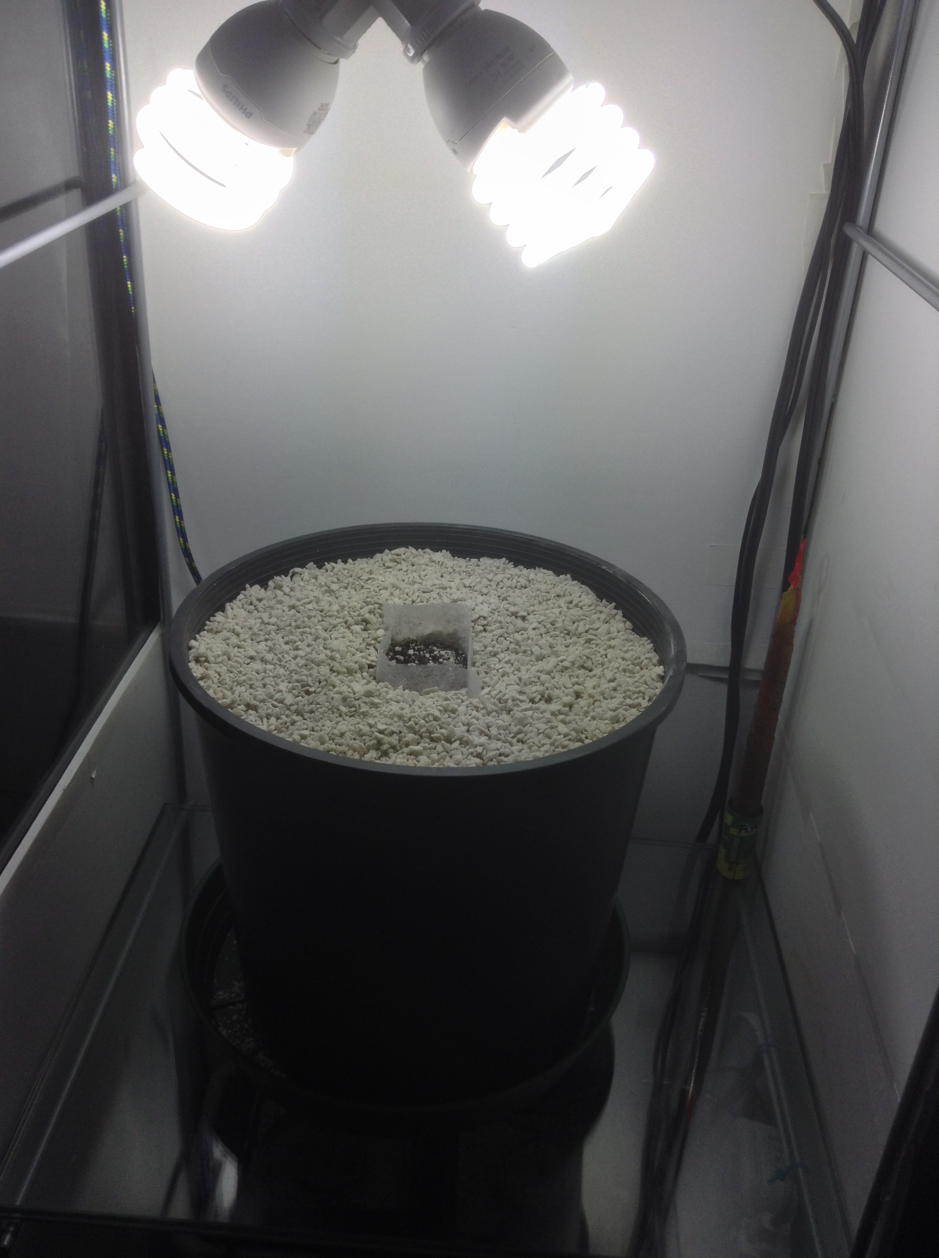 place in final pot- and add seed to germbag