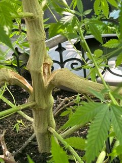 IMG_1752.jpeg