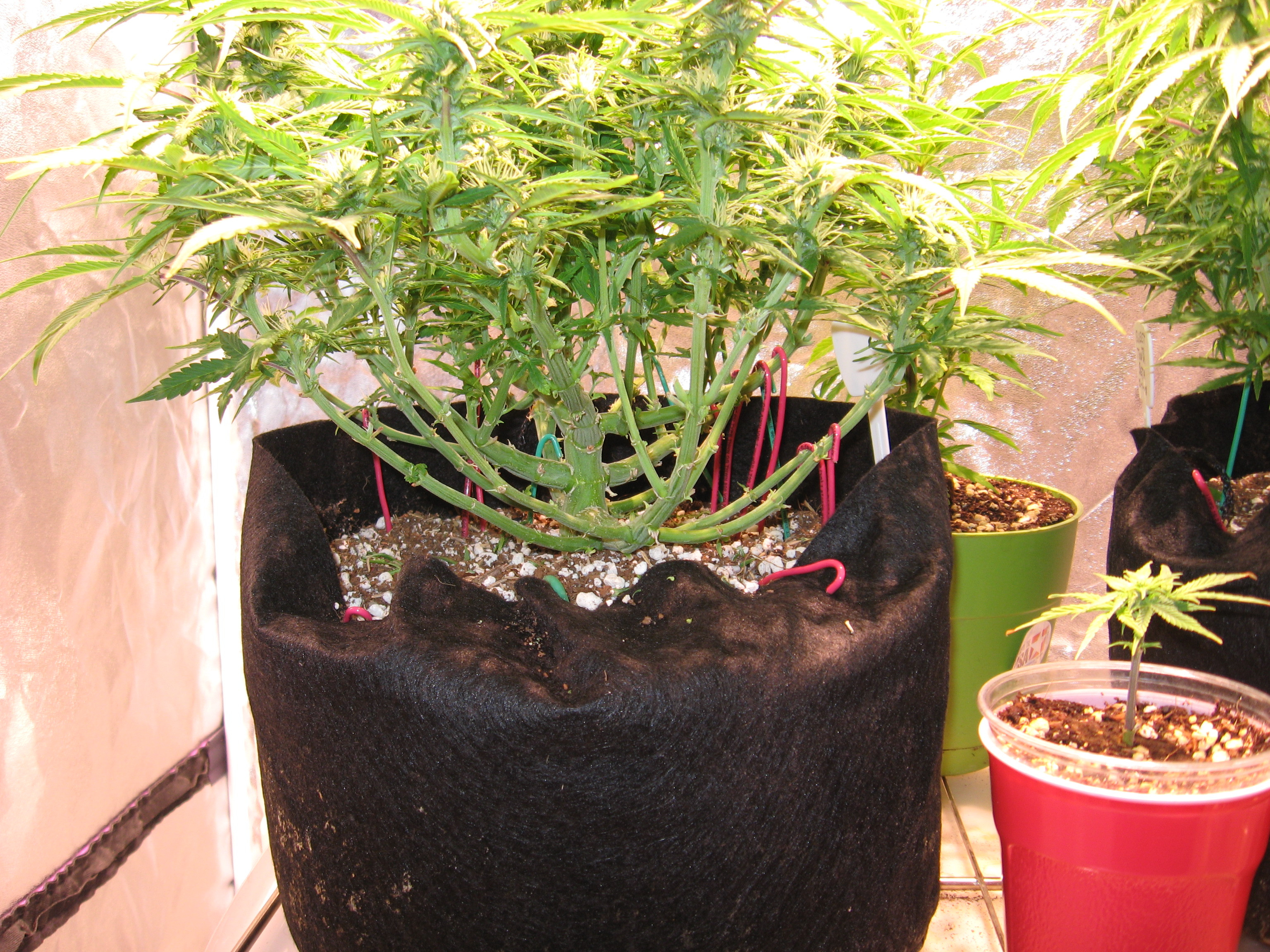 Click image for larger version  Name:	IMG_1942.JPG Views:	0 Size:	2.05 MB ID:	508835