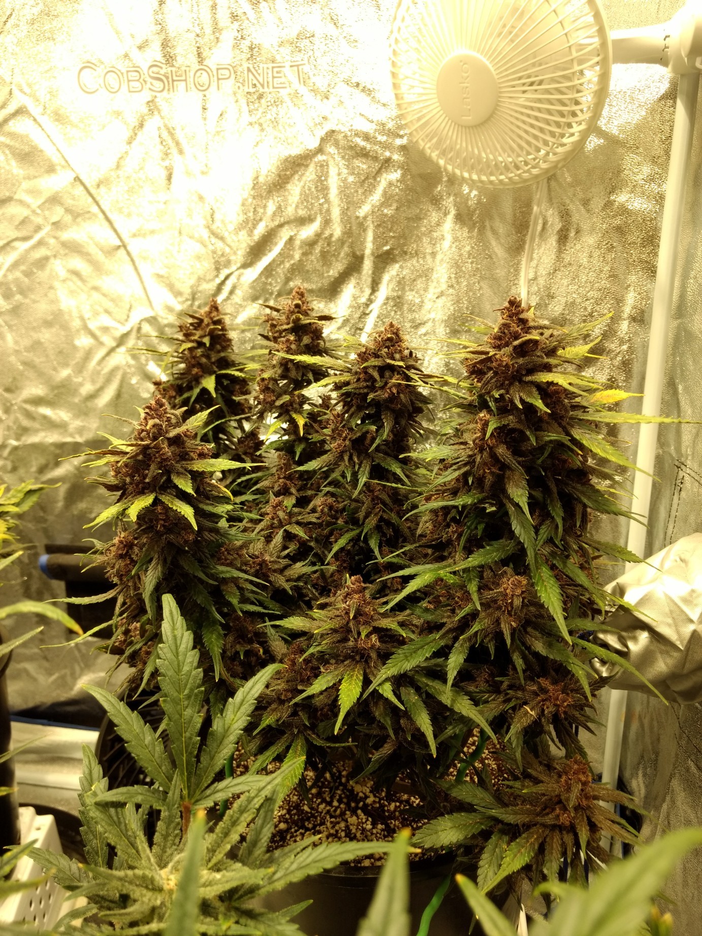 IMG_20171225_132623071-1382x1843.jpg