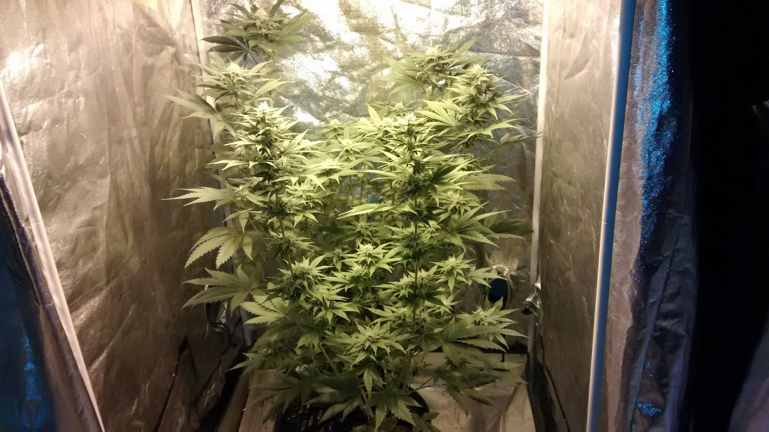 IMG_20180322_190126608.jpg