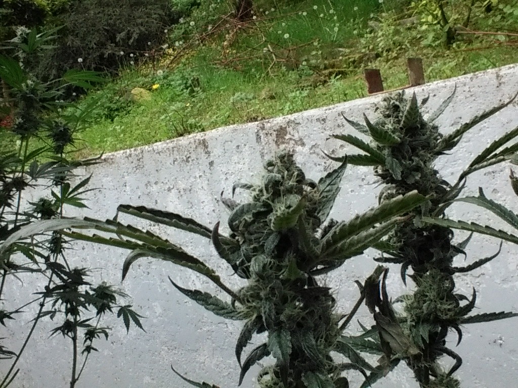IMG_20180518_105439.jpg