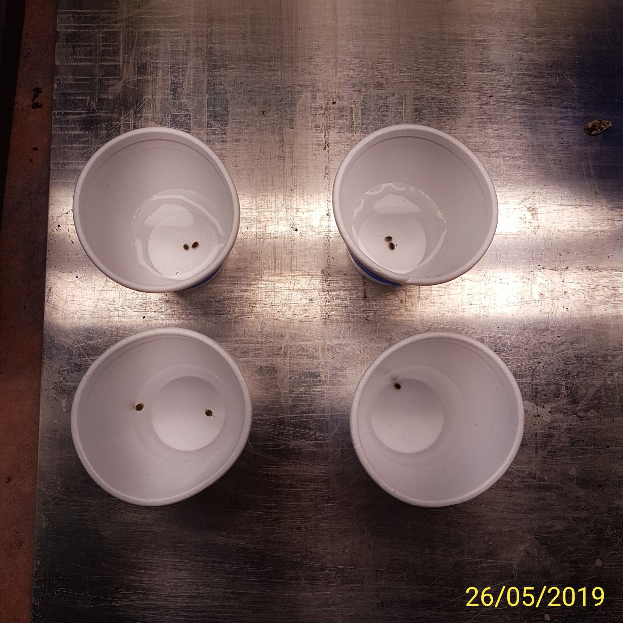 IMG_20190526_120458.jpg