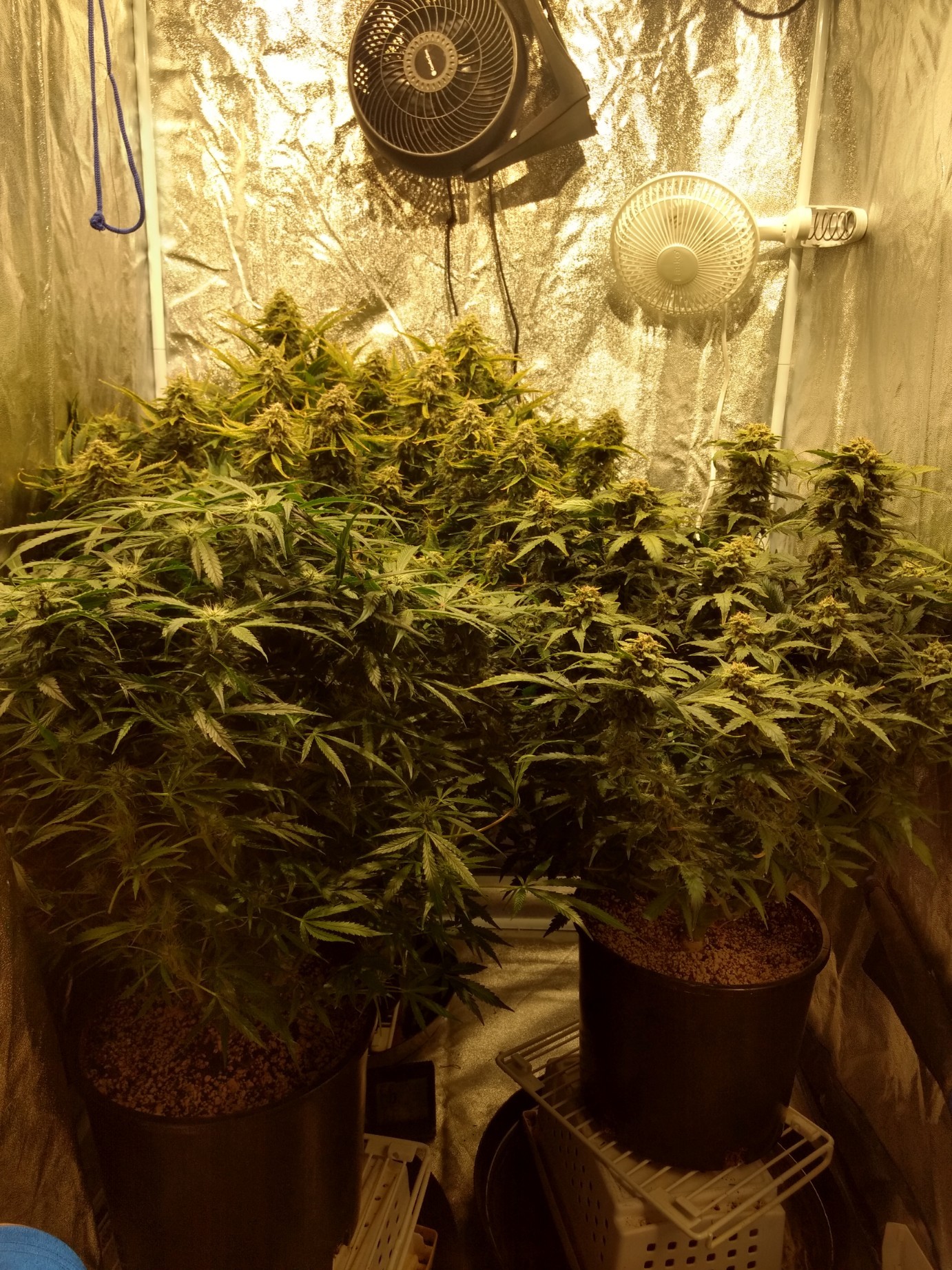 IMG_20190702_150550635_HDR-1382x1843.jpg