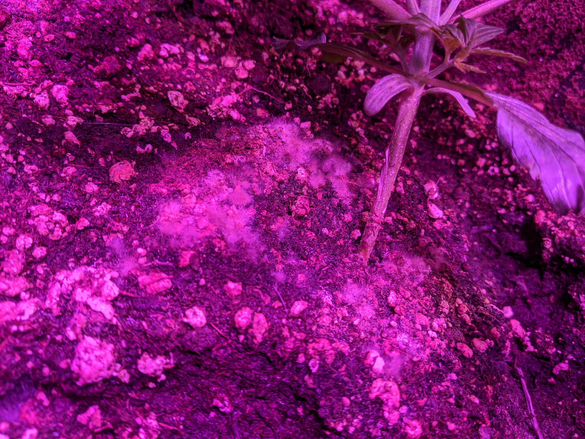 Mold? - Click image for larger version  Name:	IMG_20200525_141035.jpg Views:	0 Size:	1.33 MB ID:	409132