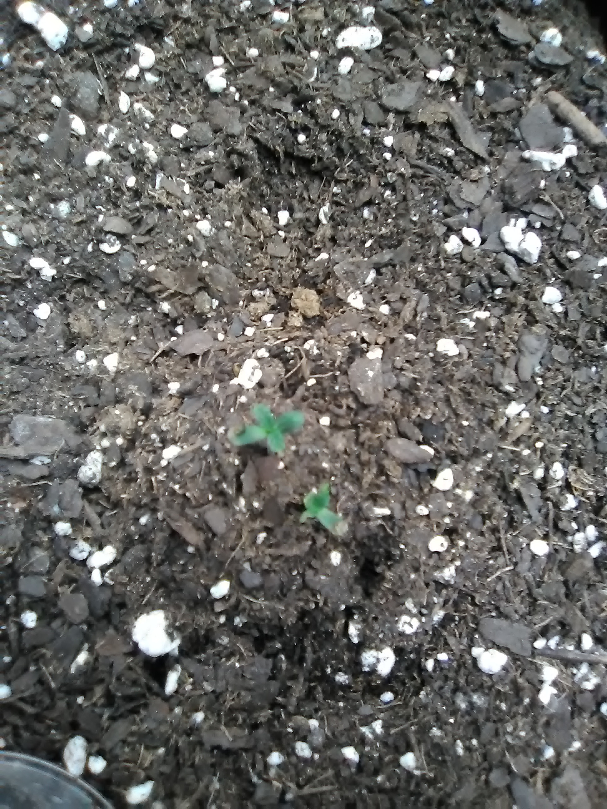 IMG_20201026_073810.jpg