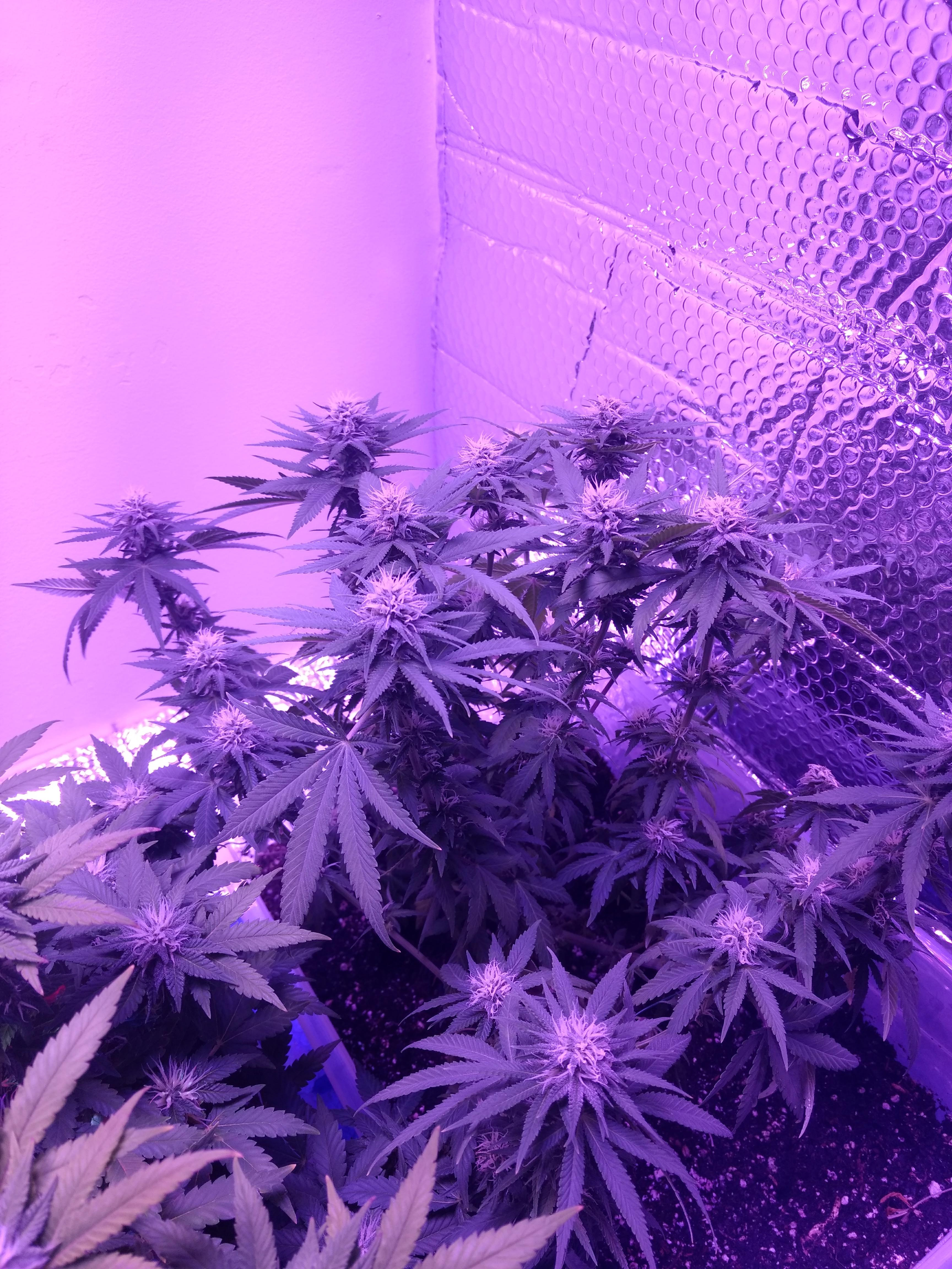Click image for larger version Name: IMG_20210226_110238735.jpg Views: 0 Size: 3.01 MB ID: 497657 Click image for larger version Name: IMG_20210226_110238735.jpg Views: 0 Size: 3.01 MB ID: 497657