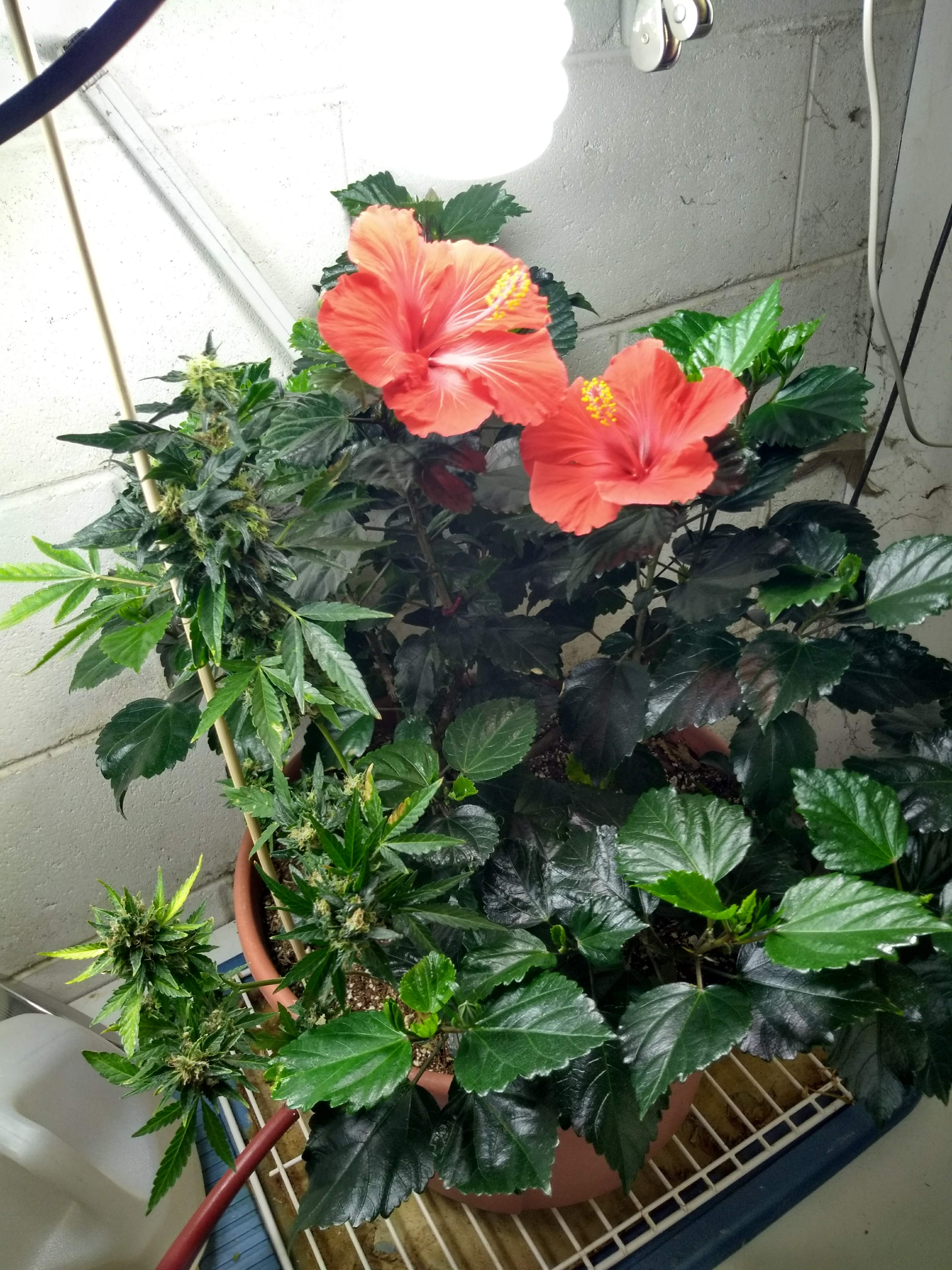 IMG_20211211_191140234_HDR.jpg
