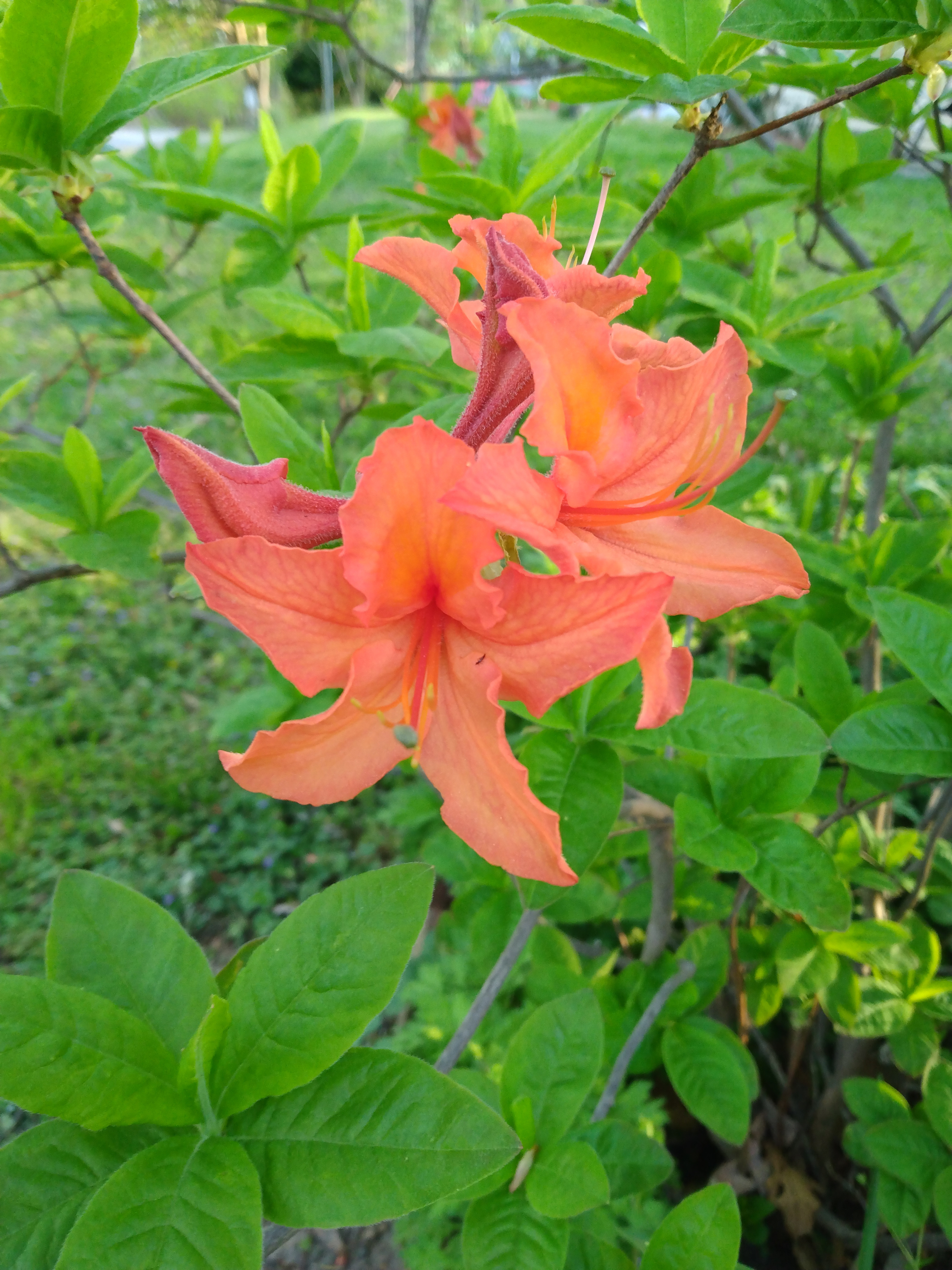 IMG_20220425_185037159.jpg