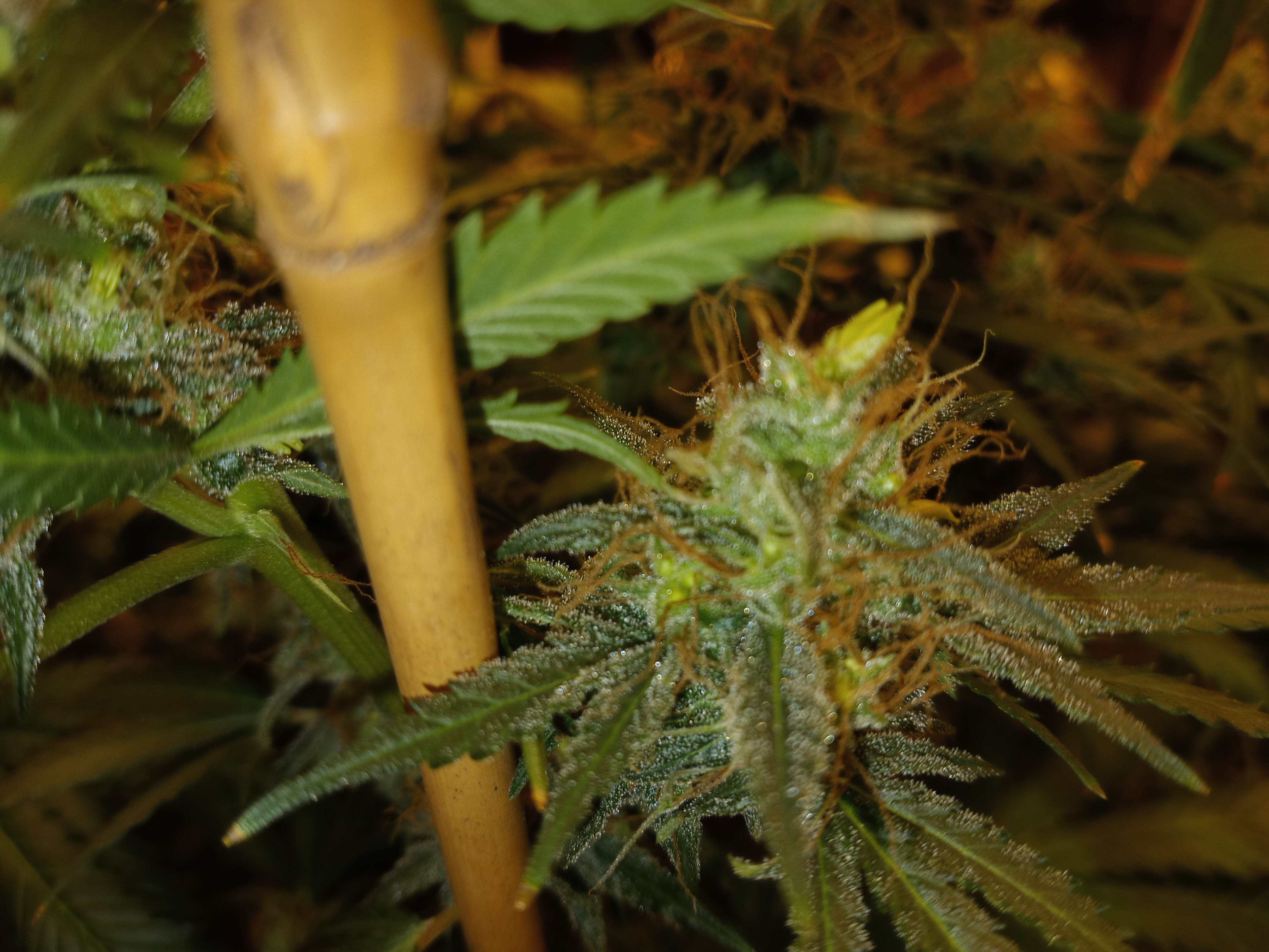 IMG_20220516_111006[1].jpg