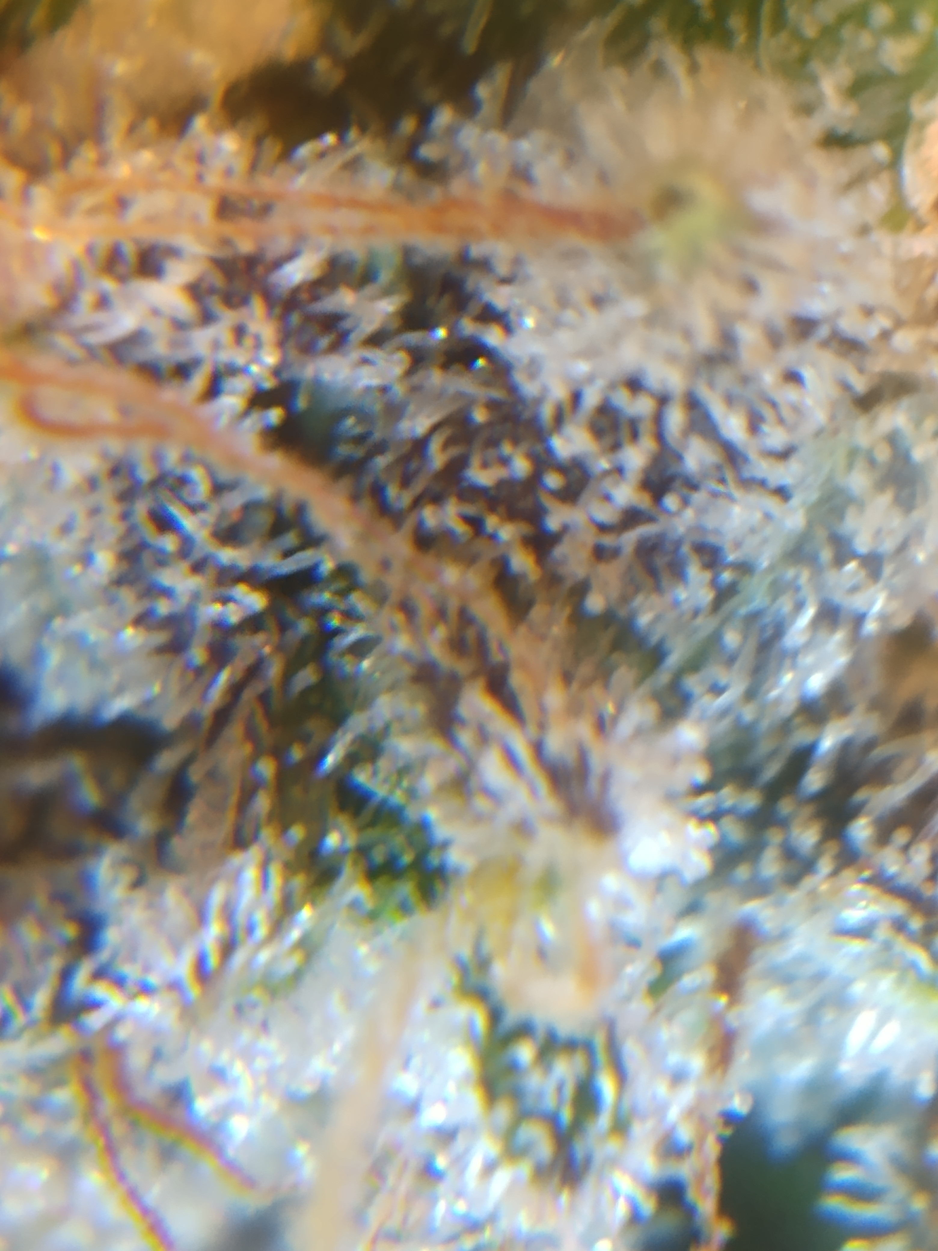 IMG_20220717_162919677.jpg