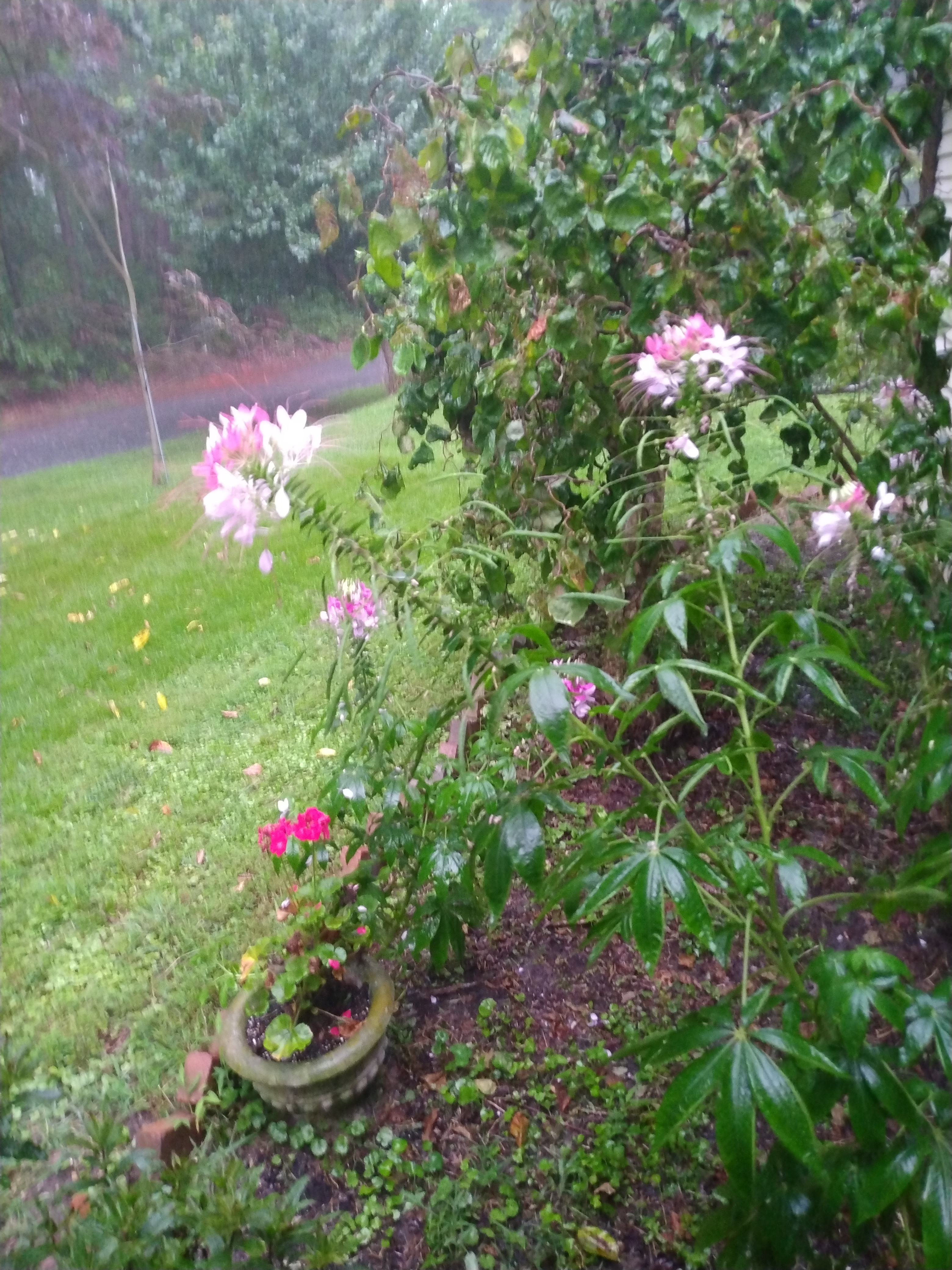 IMG_20220805_184738043.jpg