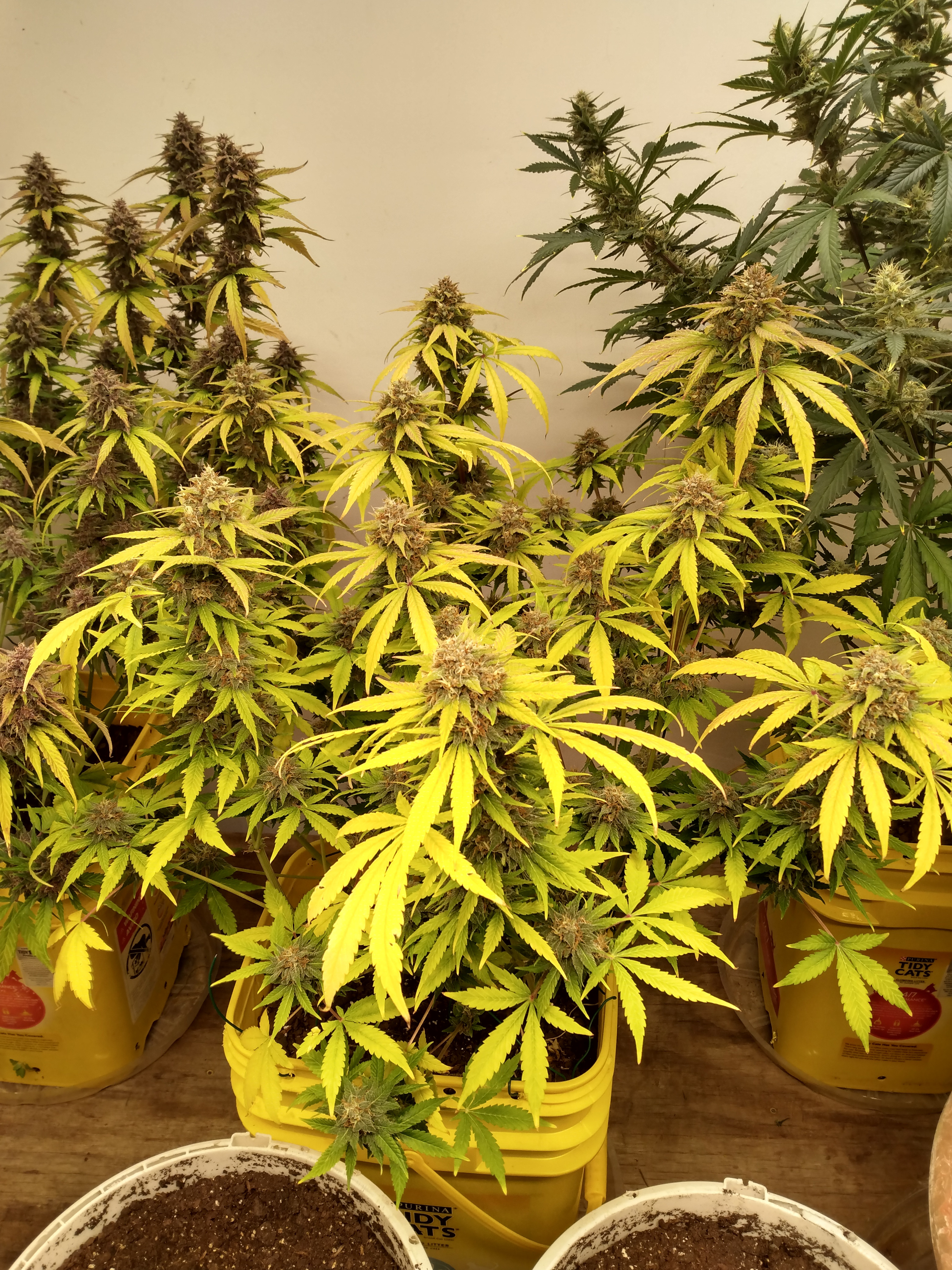 IMG_20221206_170853006_HDR.jpg