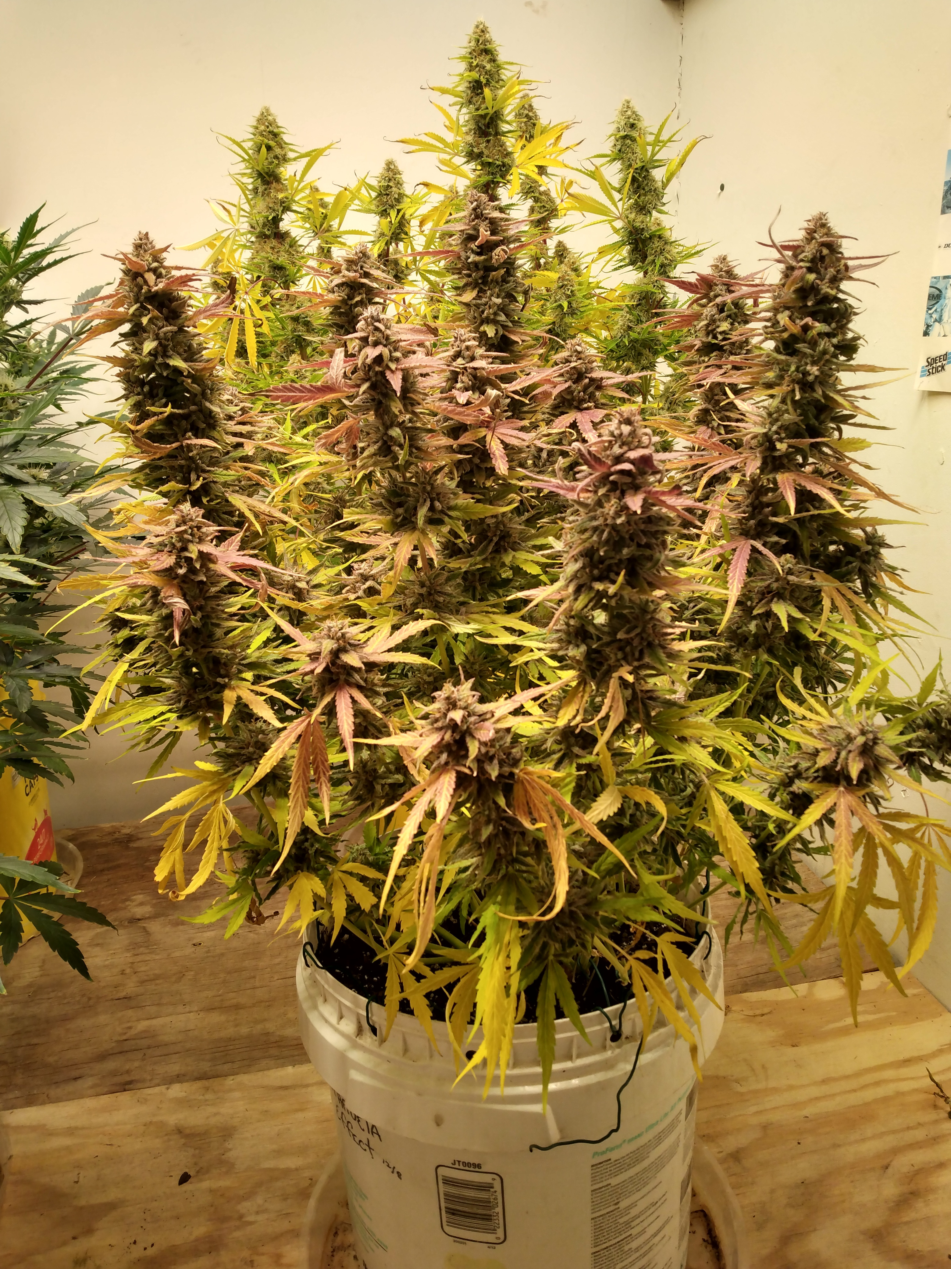 IMG_20230304_144851112_HDR.jpg
