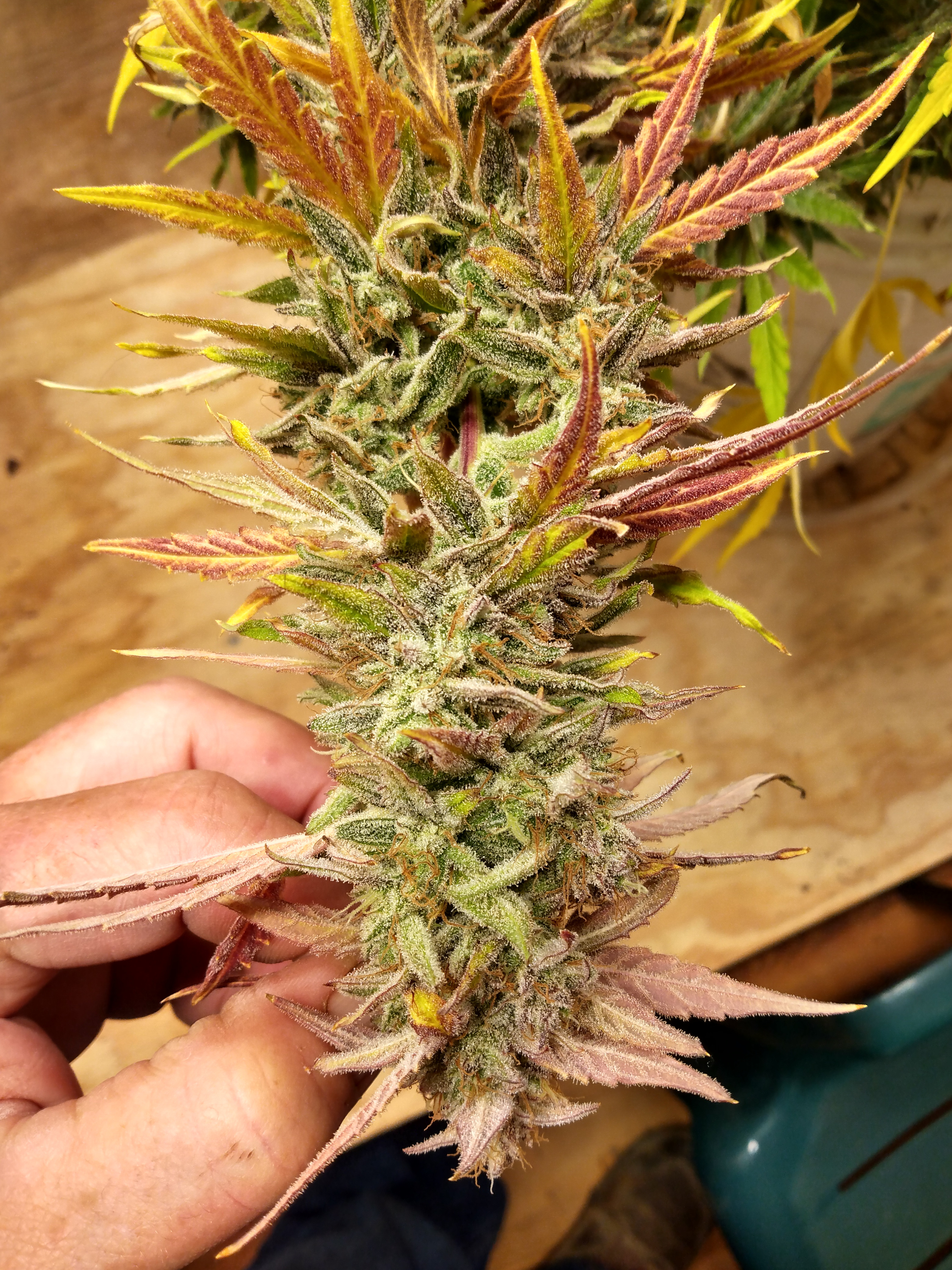 IMG_20230304_145130789_HDR.jpg