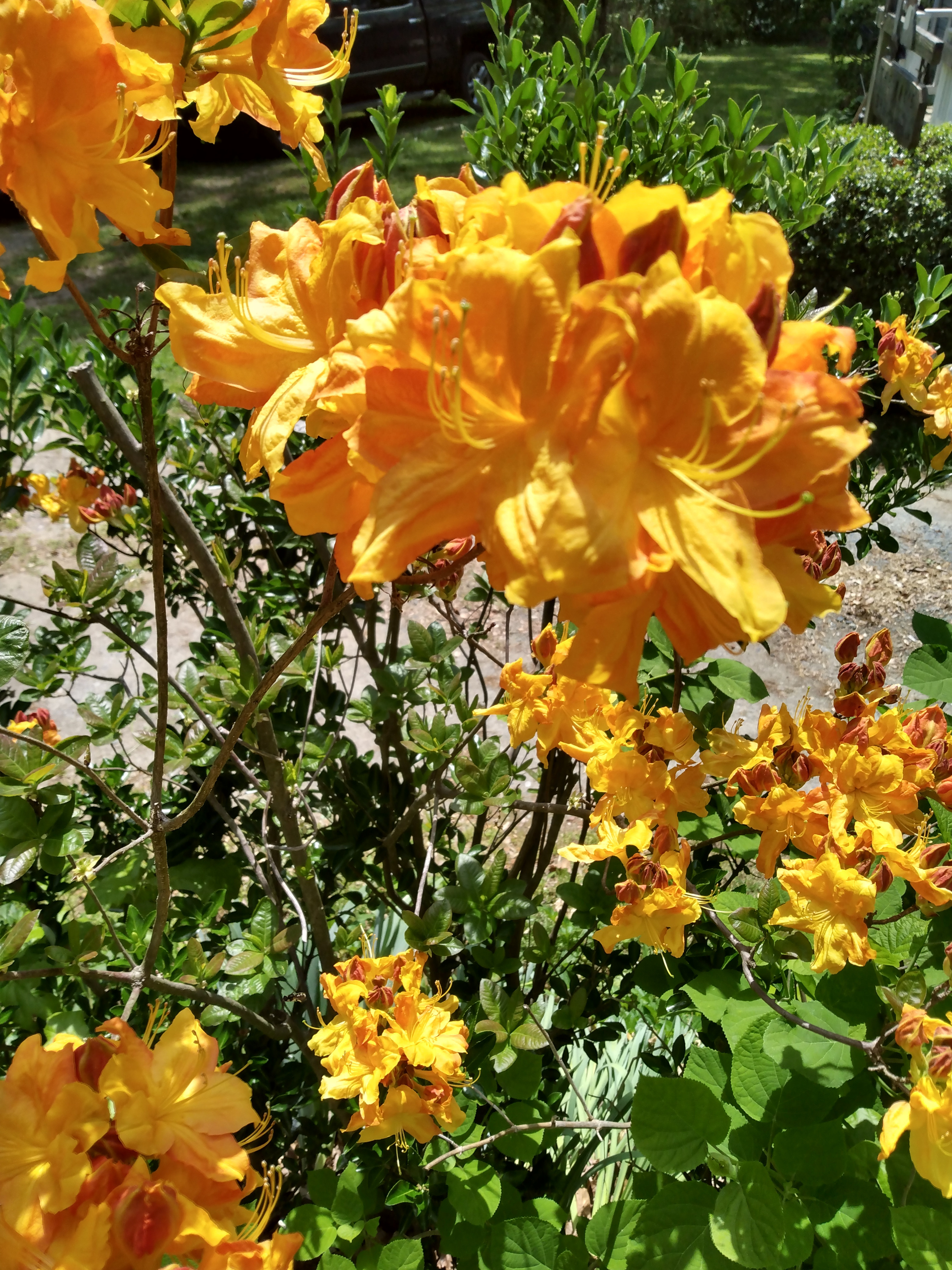 IMG_20230426_124239263_HDR.jpg