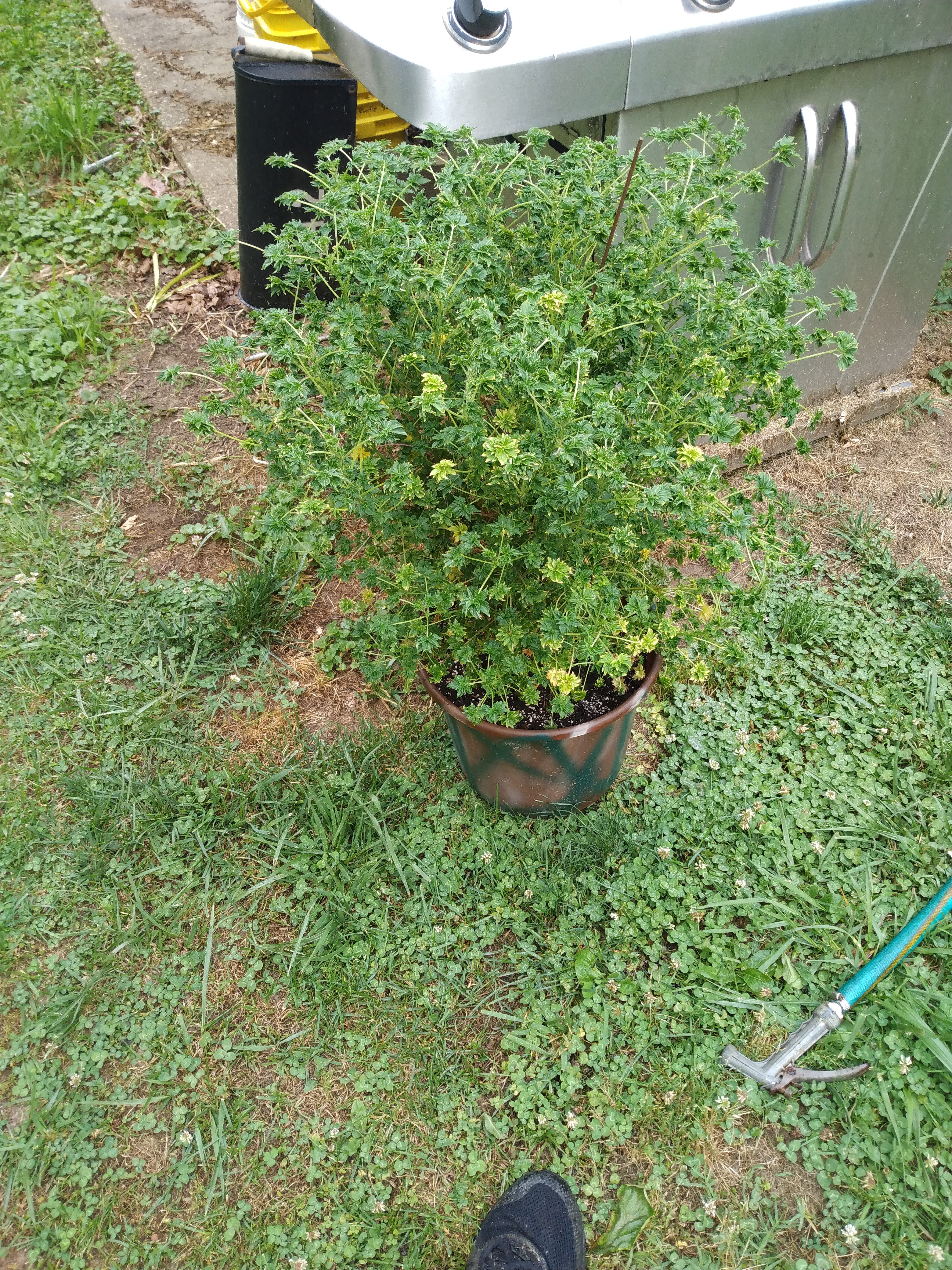IMG_20230616_175110054.jpg