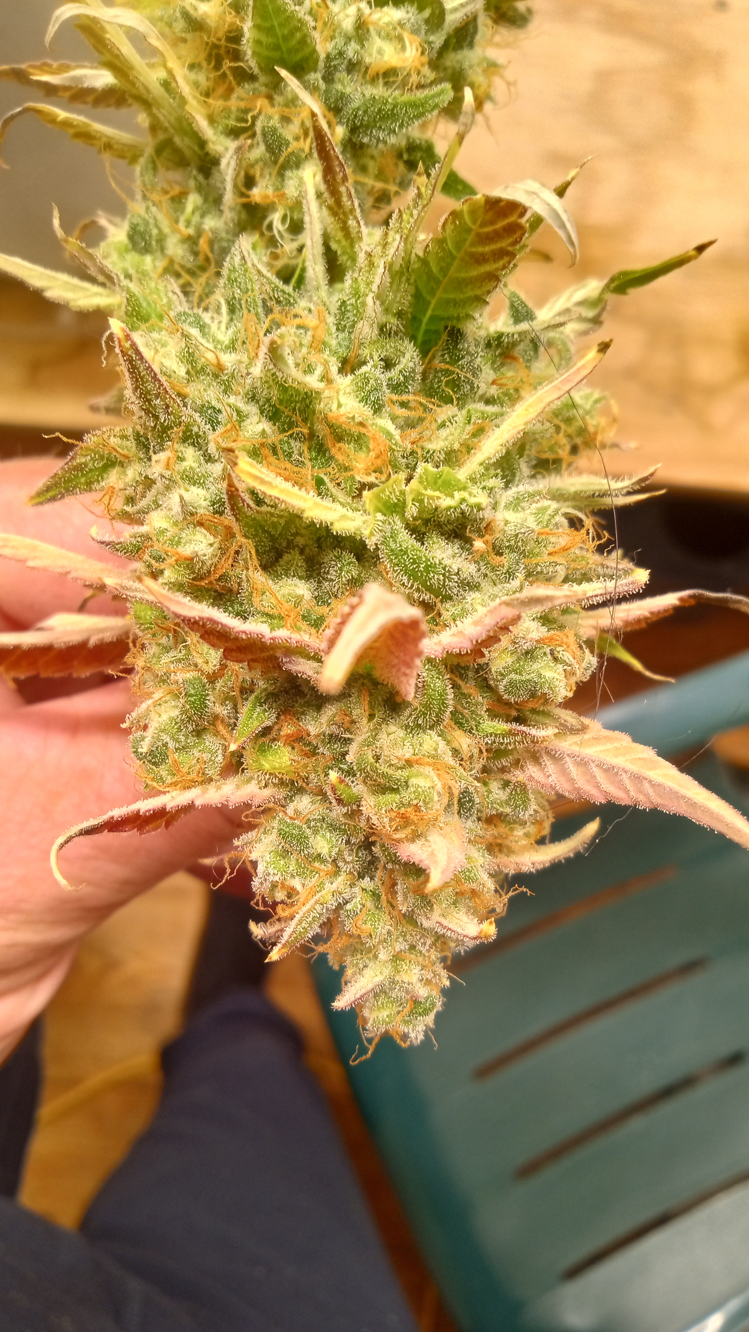 IMG_20231223_153953899_HDR.jpg