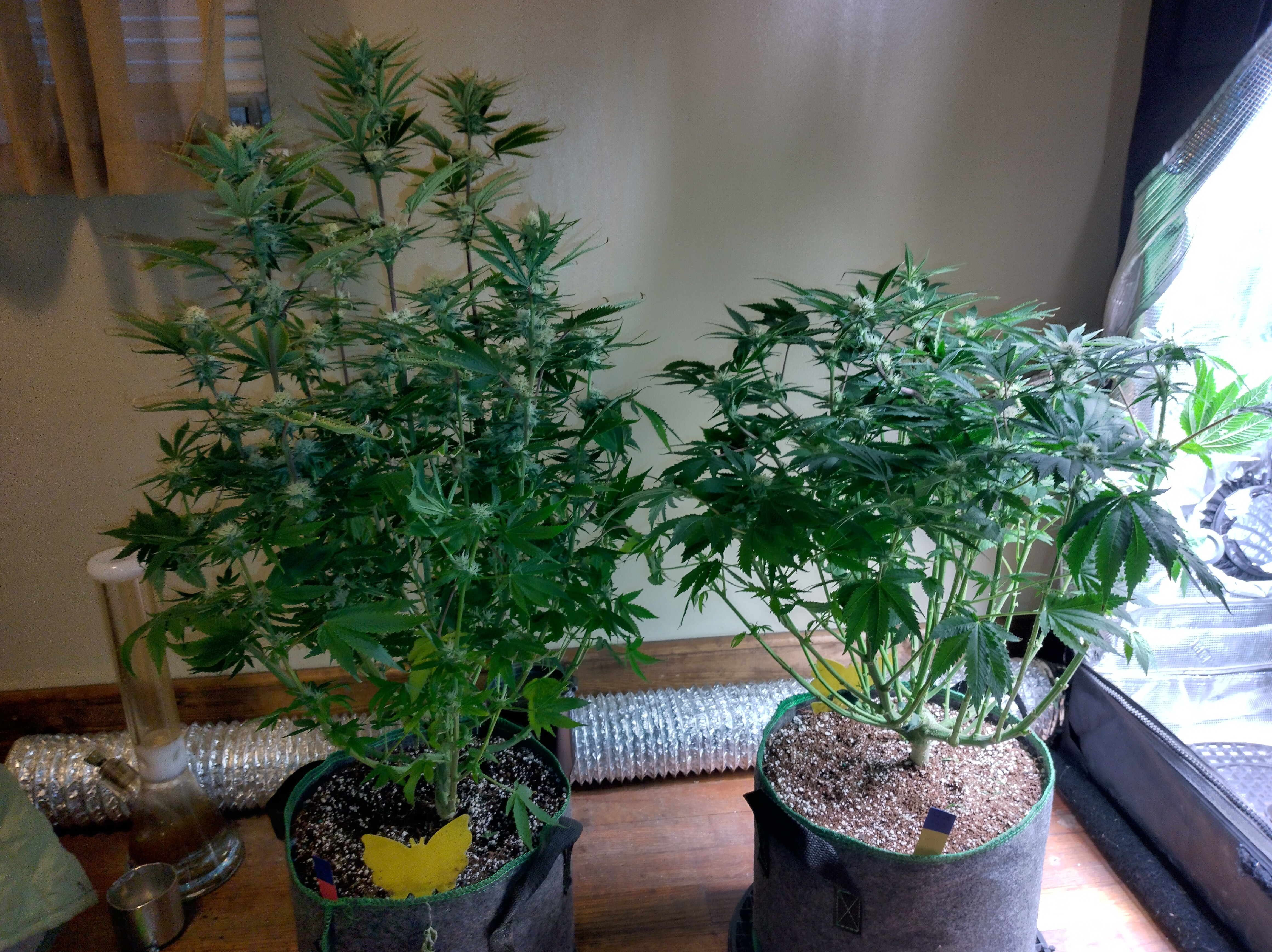IMG_20241209_095620_HDR[1].jpg
