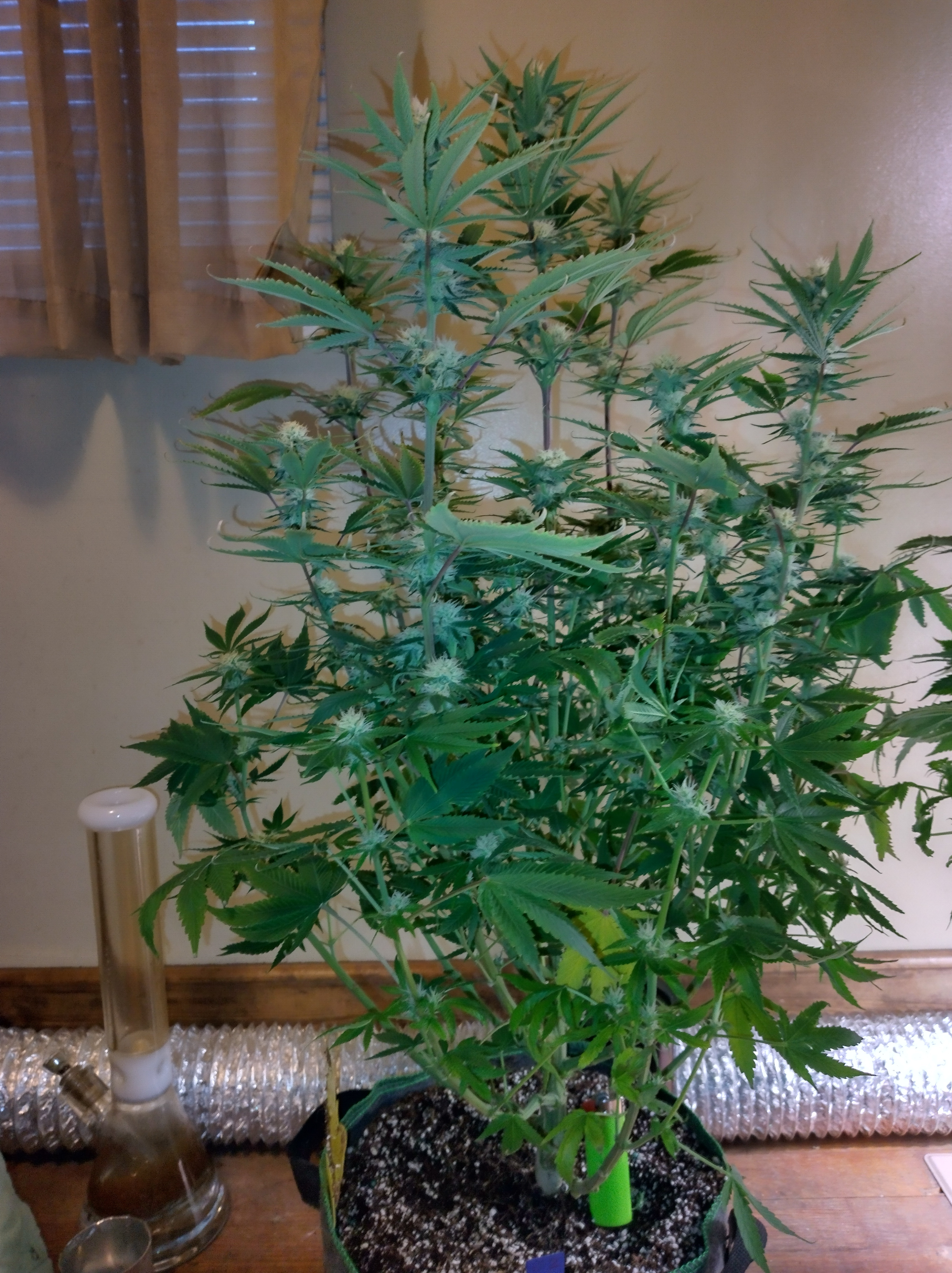 IMG_20241209_095724_HDR[1].jpg