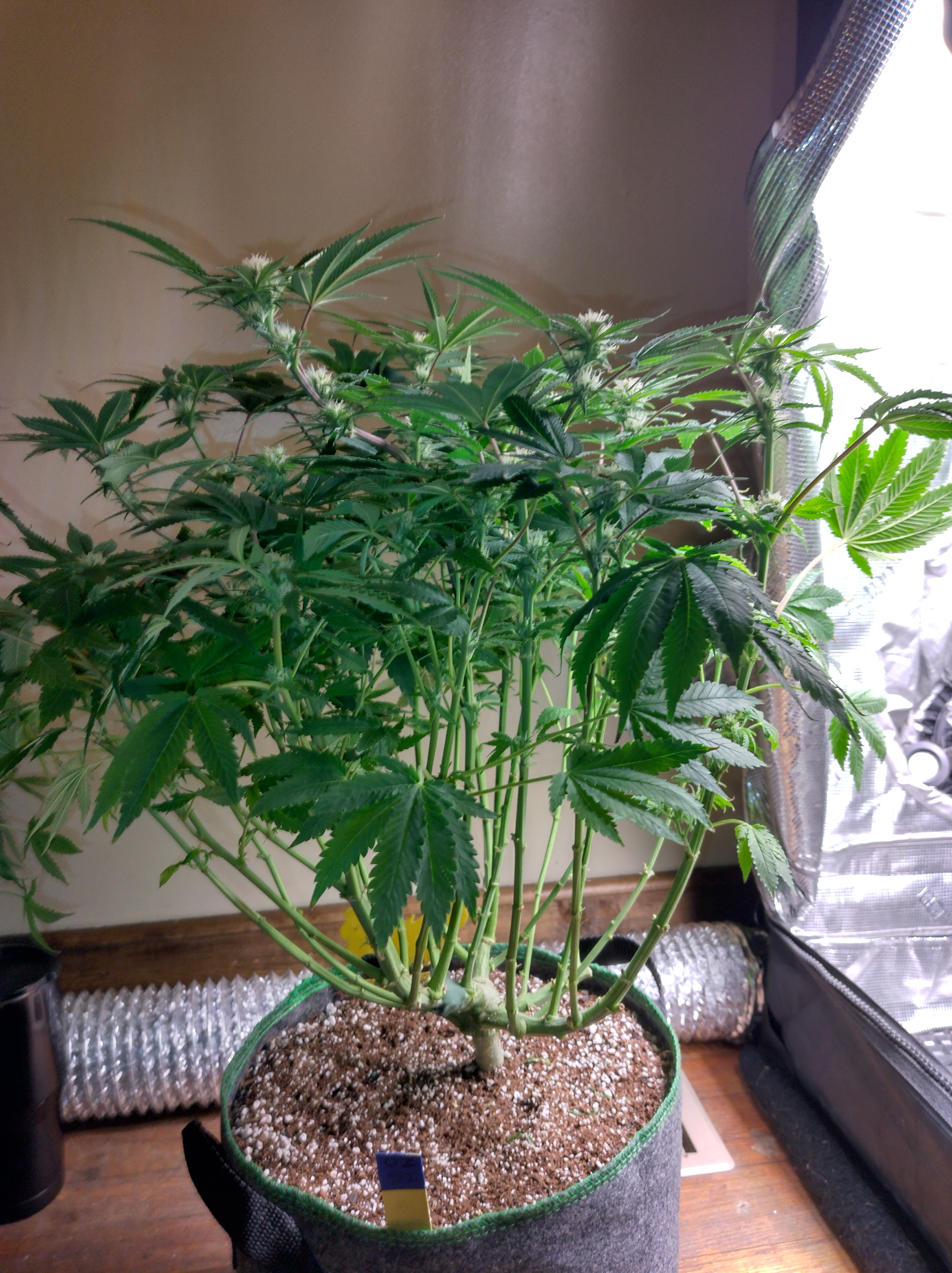 IMG_20241209_095729_HDR[1].jpg