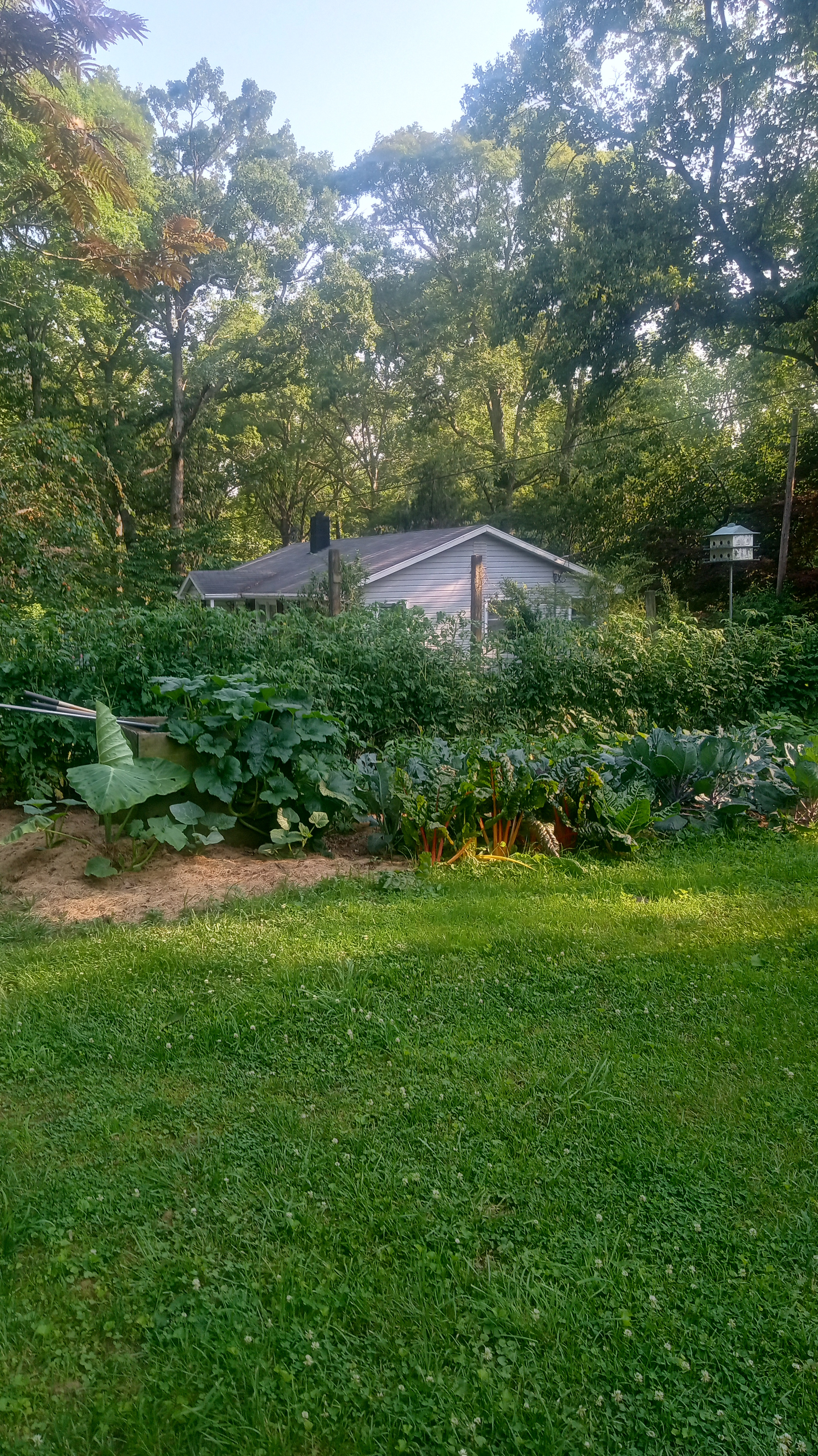 IMG_20250611_180052092_HDR.jpg