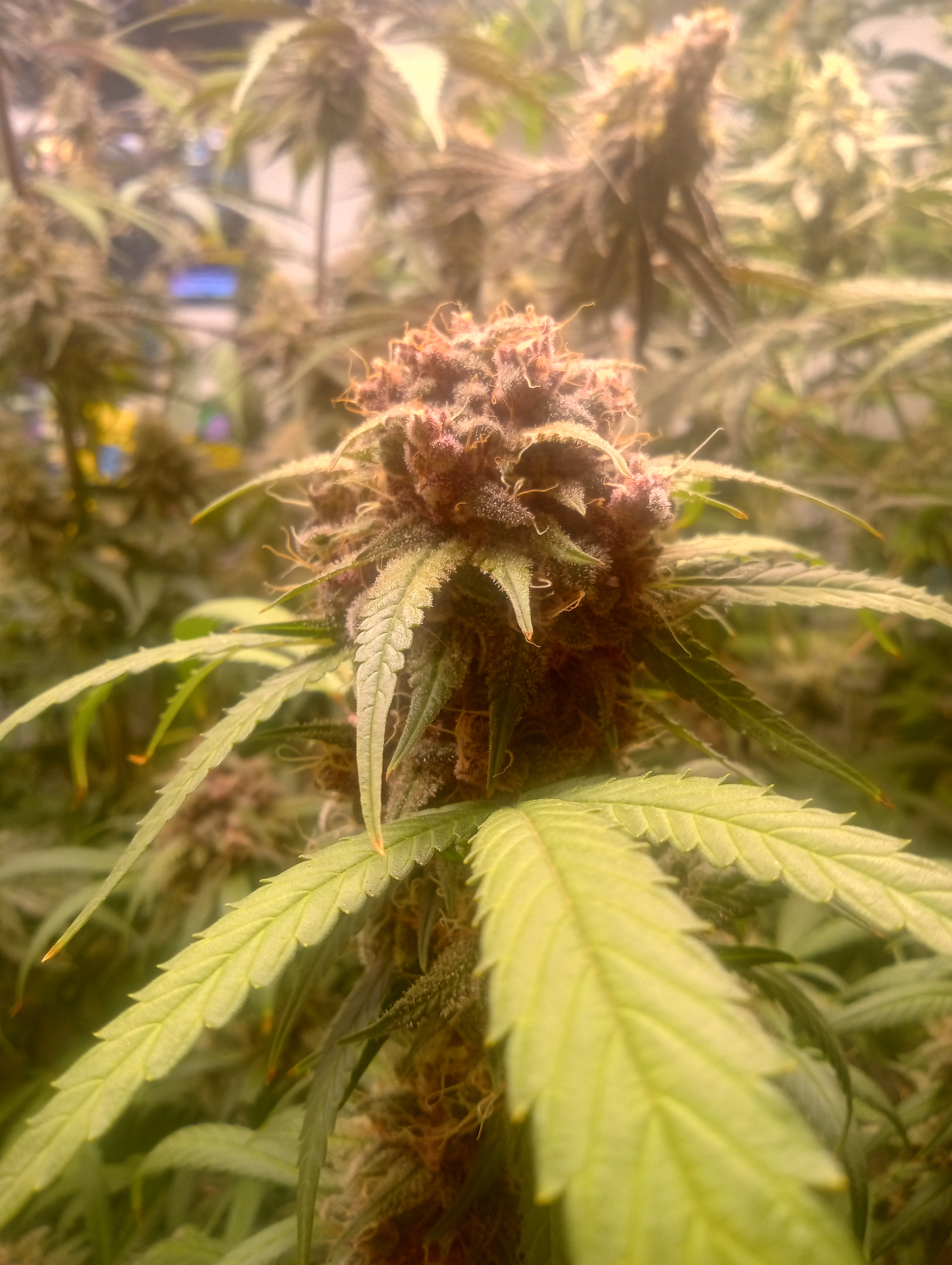 IMG_20250812_184604416_HDR.jpg