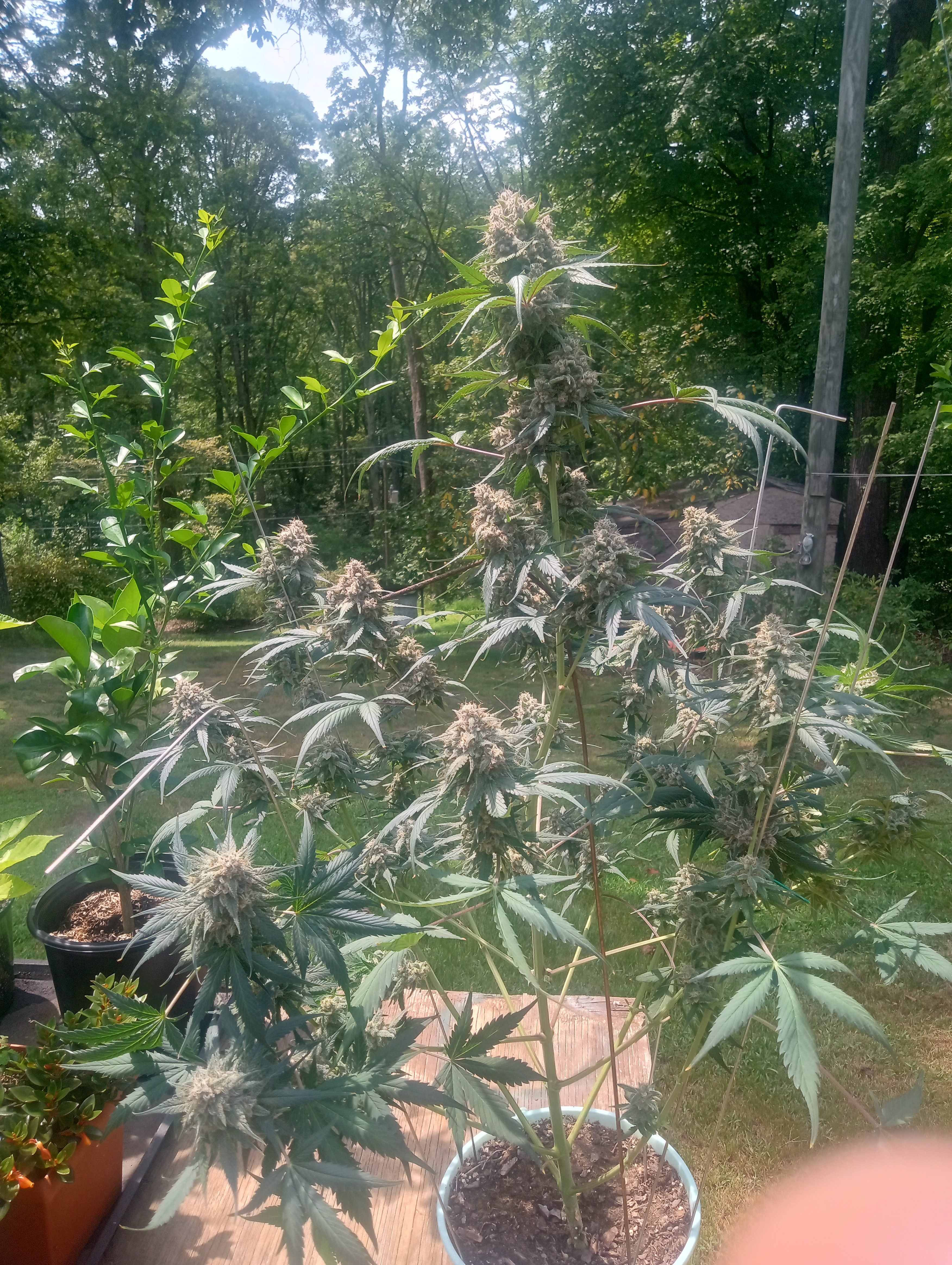 IMG_20250817_140957359_HDR.jpg