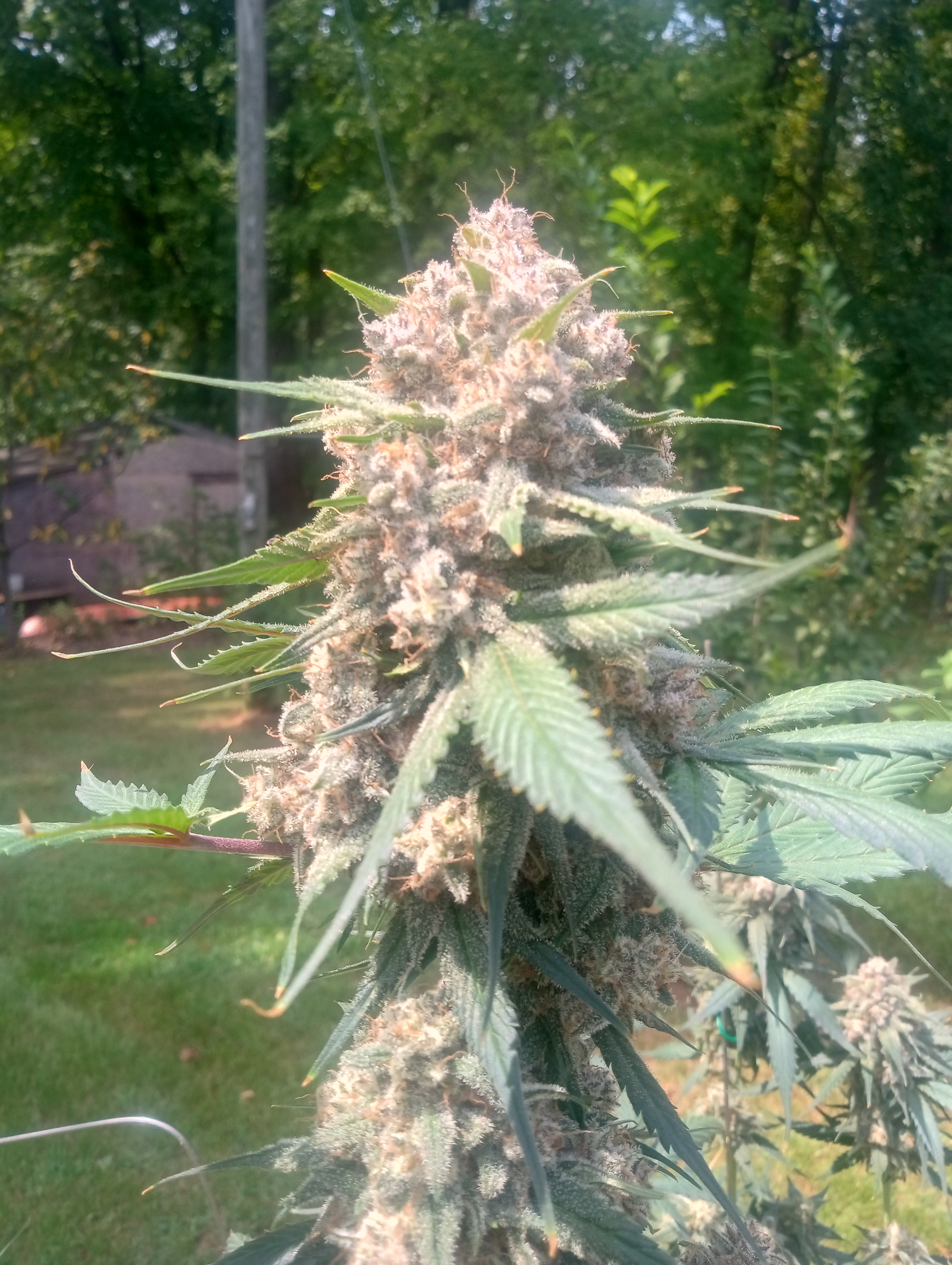 IMG_20250817_141028387_HDR.jpg