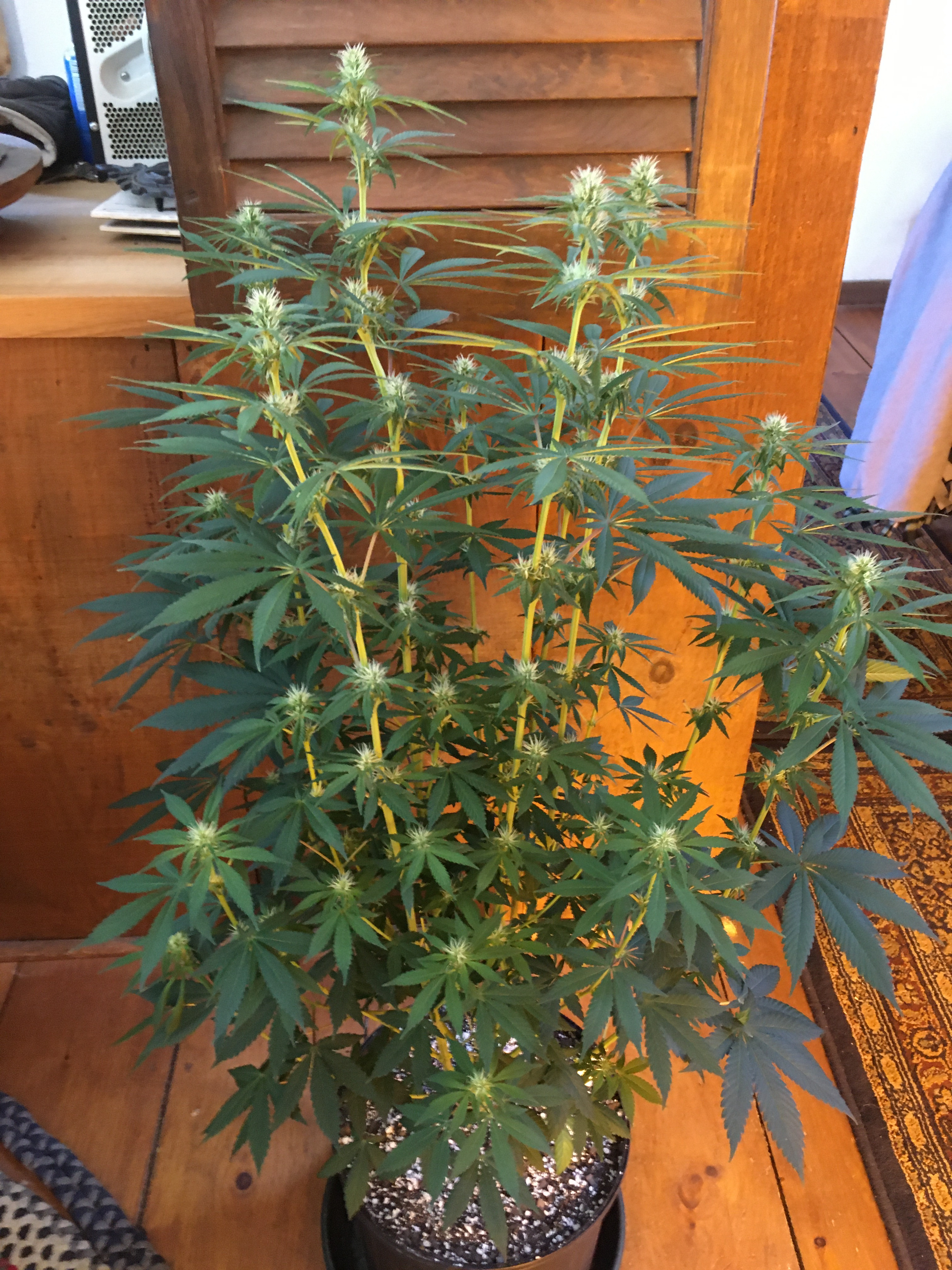 IMG_2037.JPG