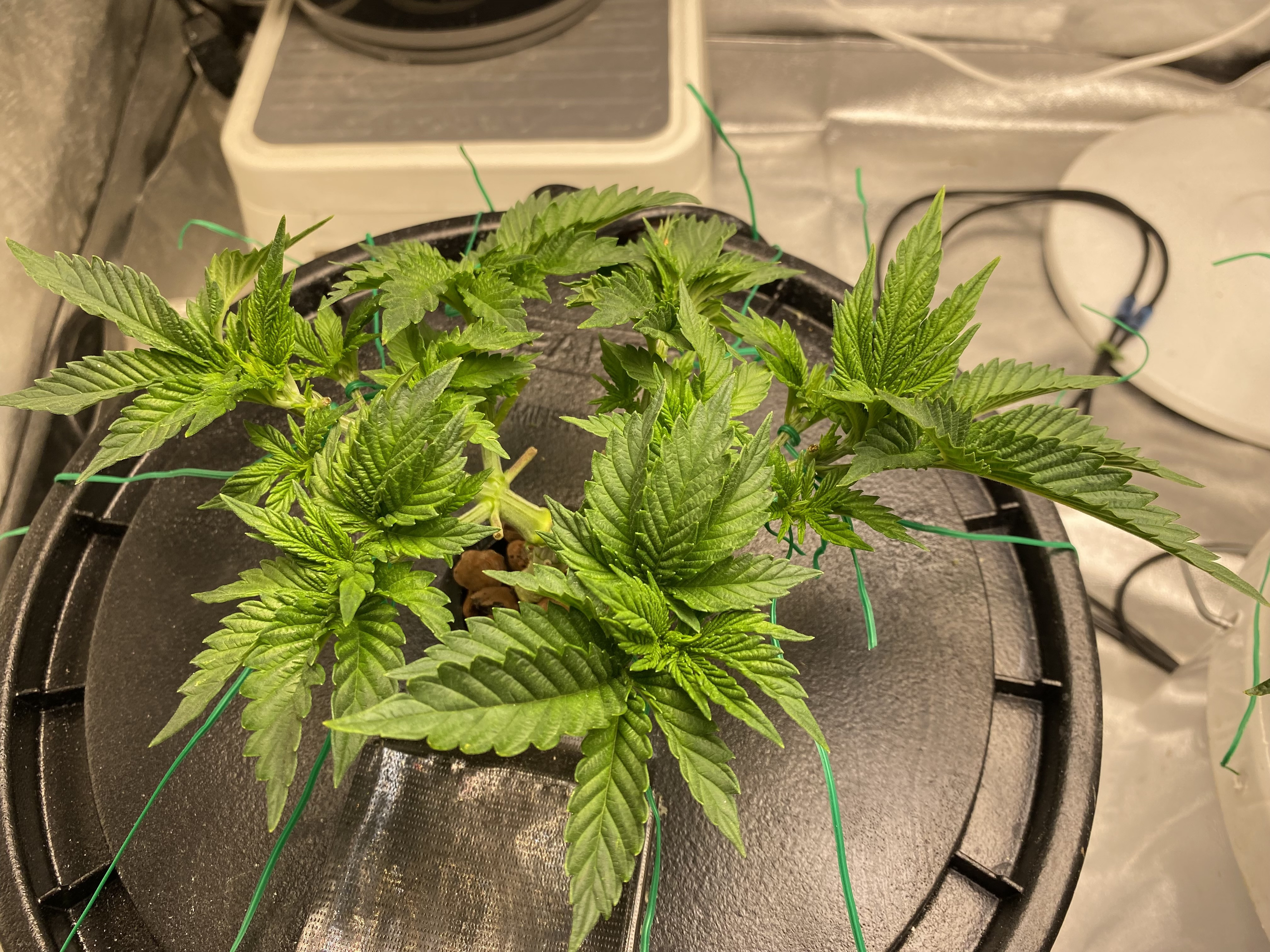Banana Kush Week 4 Day 6 - Click image for larger version  Name:	IMG_3940.jpg Views:	0 Size:	2.99 MB ID:	534052