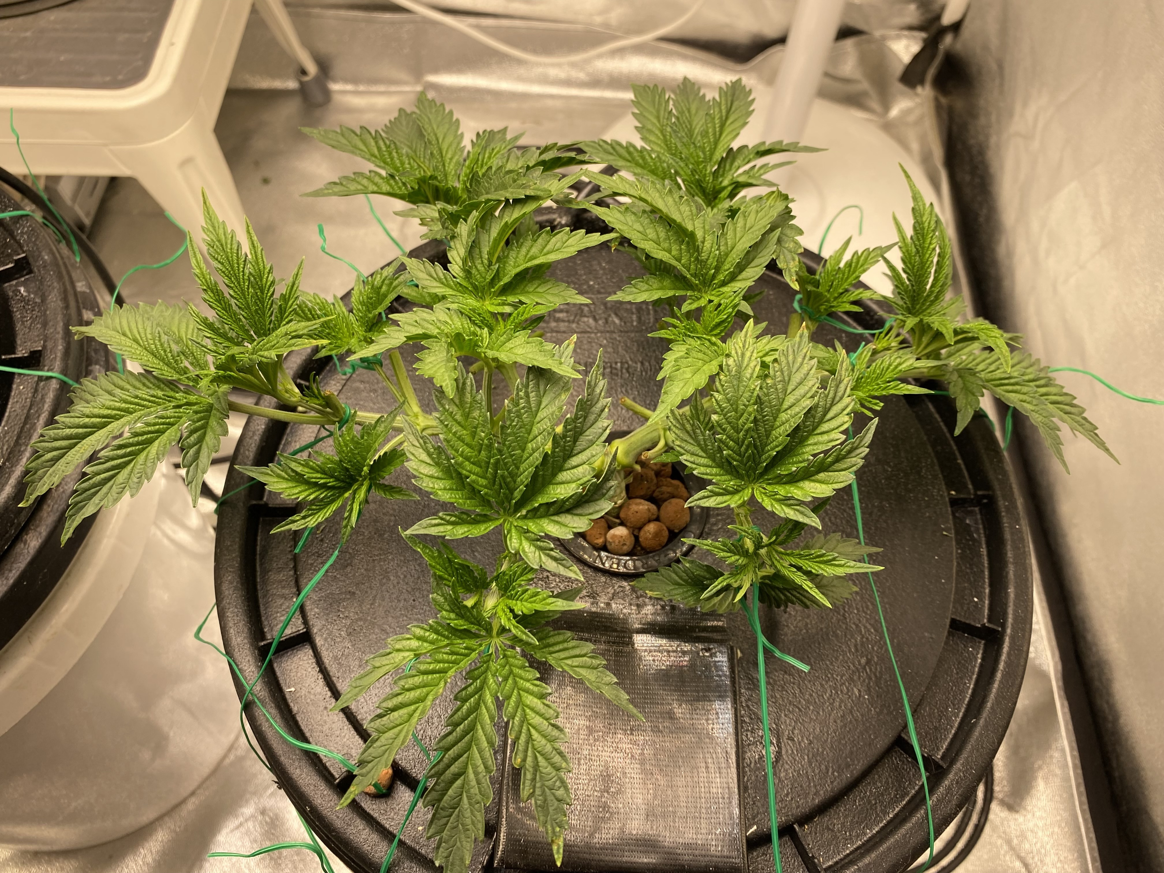 Chocolate Mint OG Week 4 Day 6 - Click image for larger version  Name:	IMG_3941.jpg Views:	0 Size:	2.76 MB ID:	534053