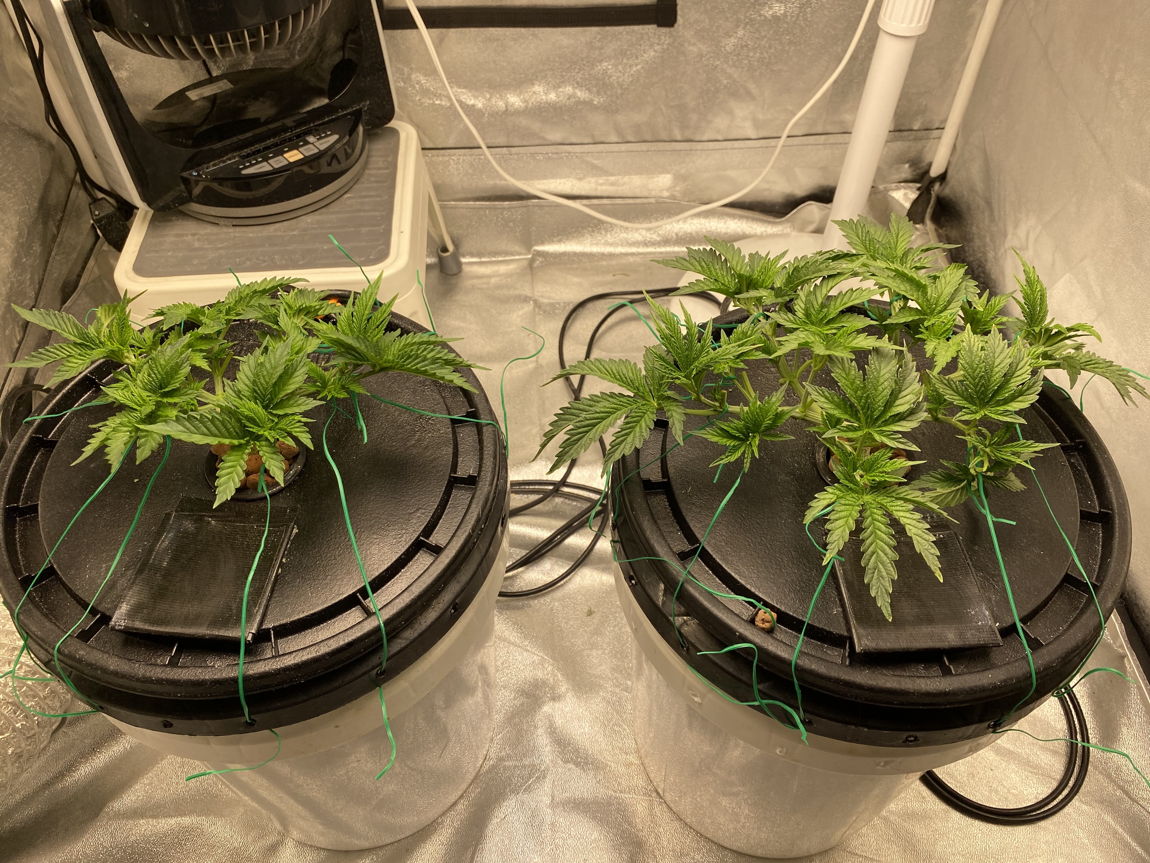 Banana Kush Week 4 Day 6 - Click image for larger version  Name:	IMG_3940.jpg Views:	0 Size:	2.99 MB ID:	534052