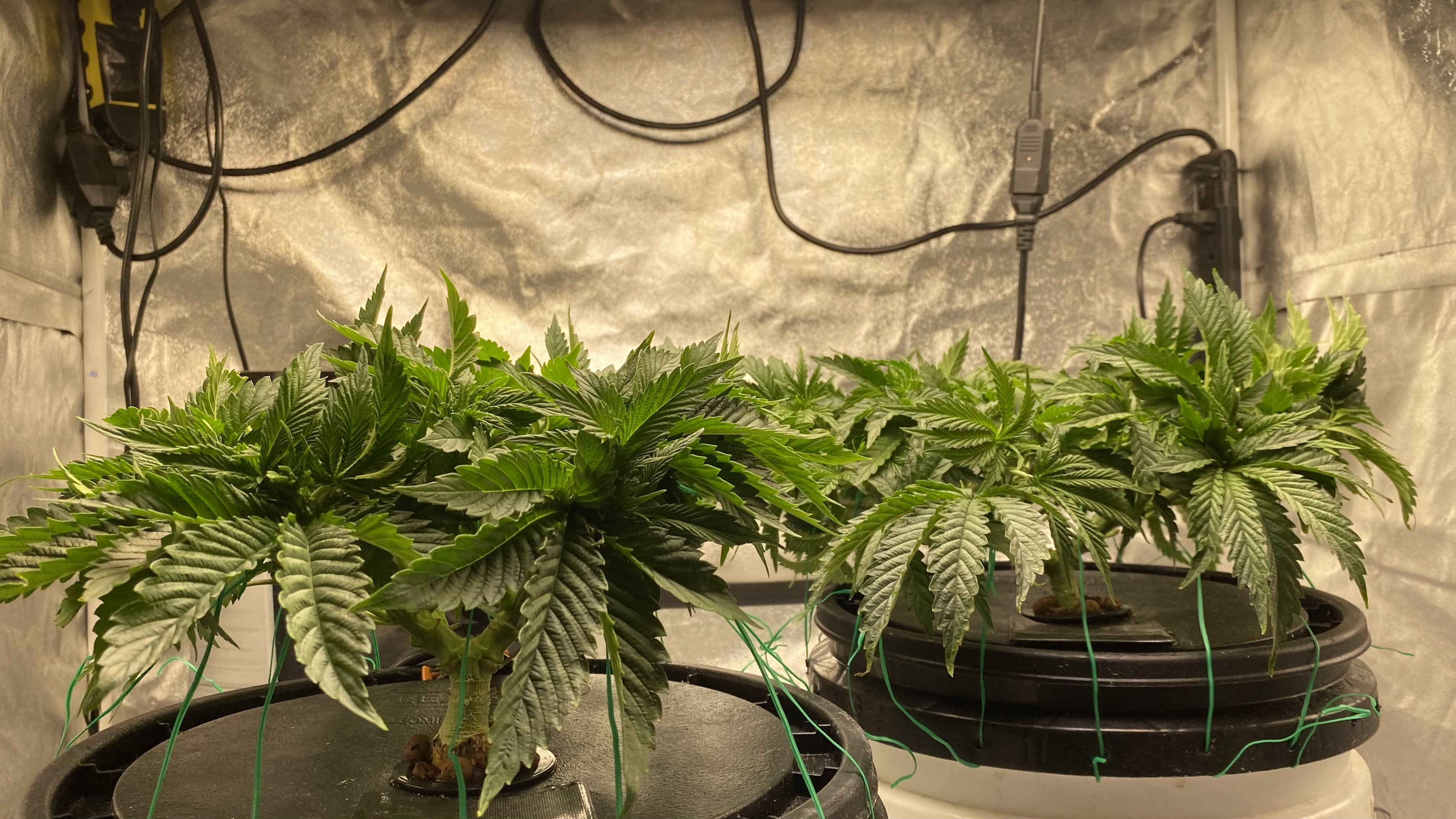 Banana Kush & Chocolate Mint OG Week 6 Day 2