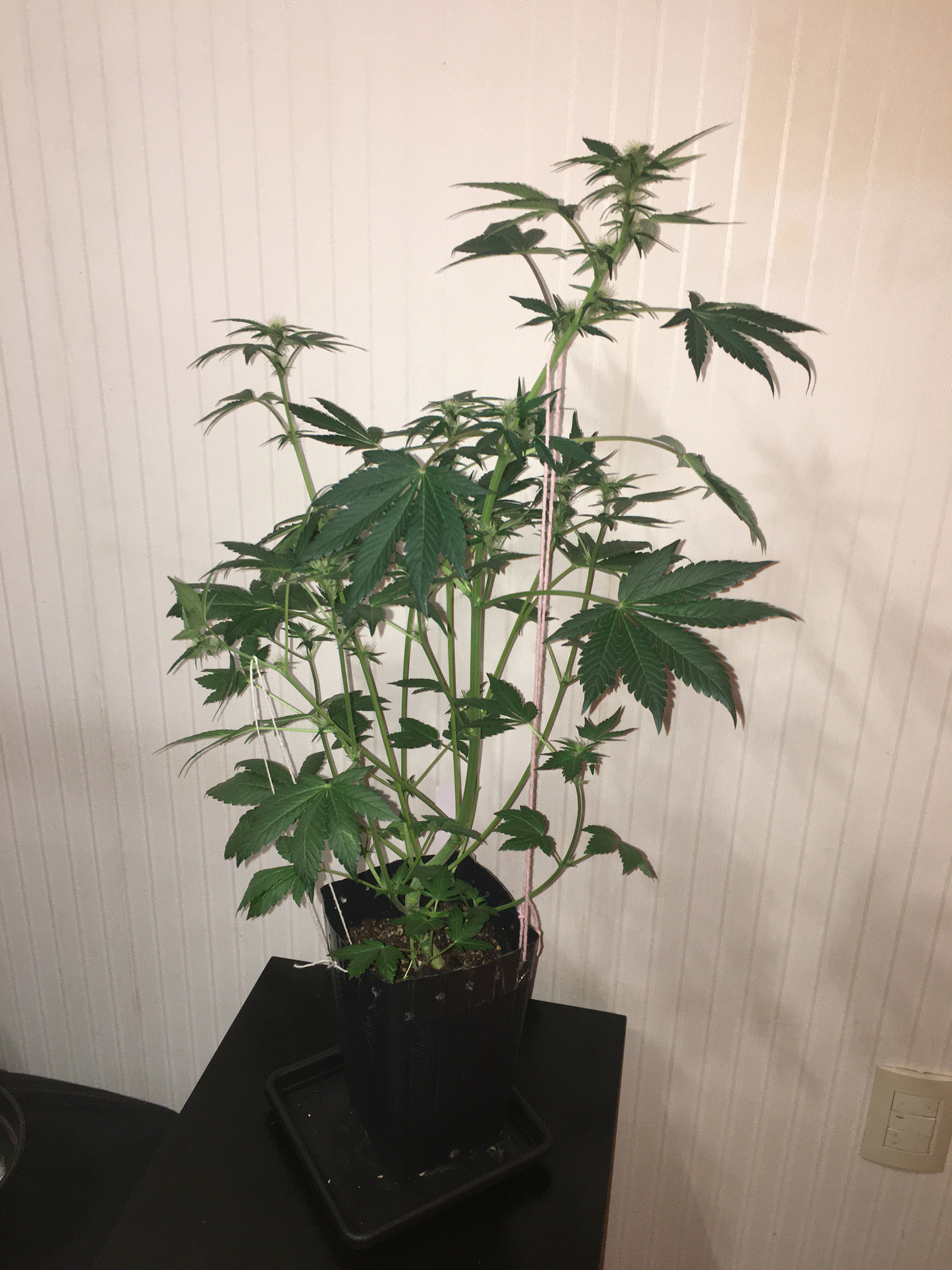 IMG_5258-og.jpg